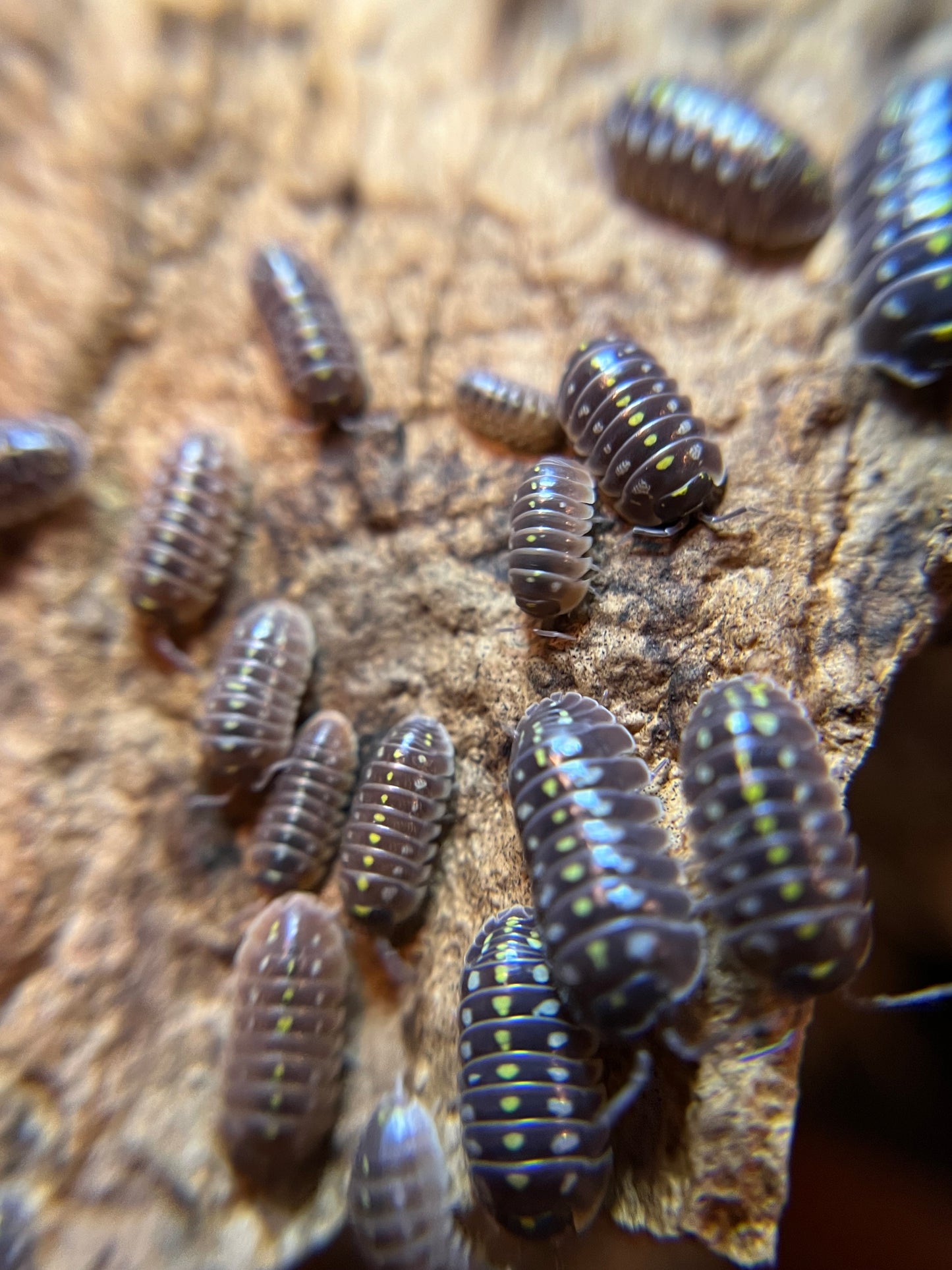 Armadillidium klugii "pudding" isopods (12+ count)