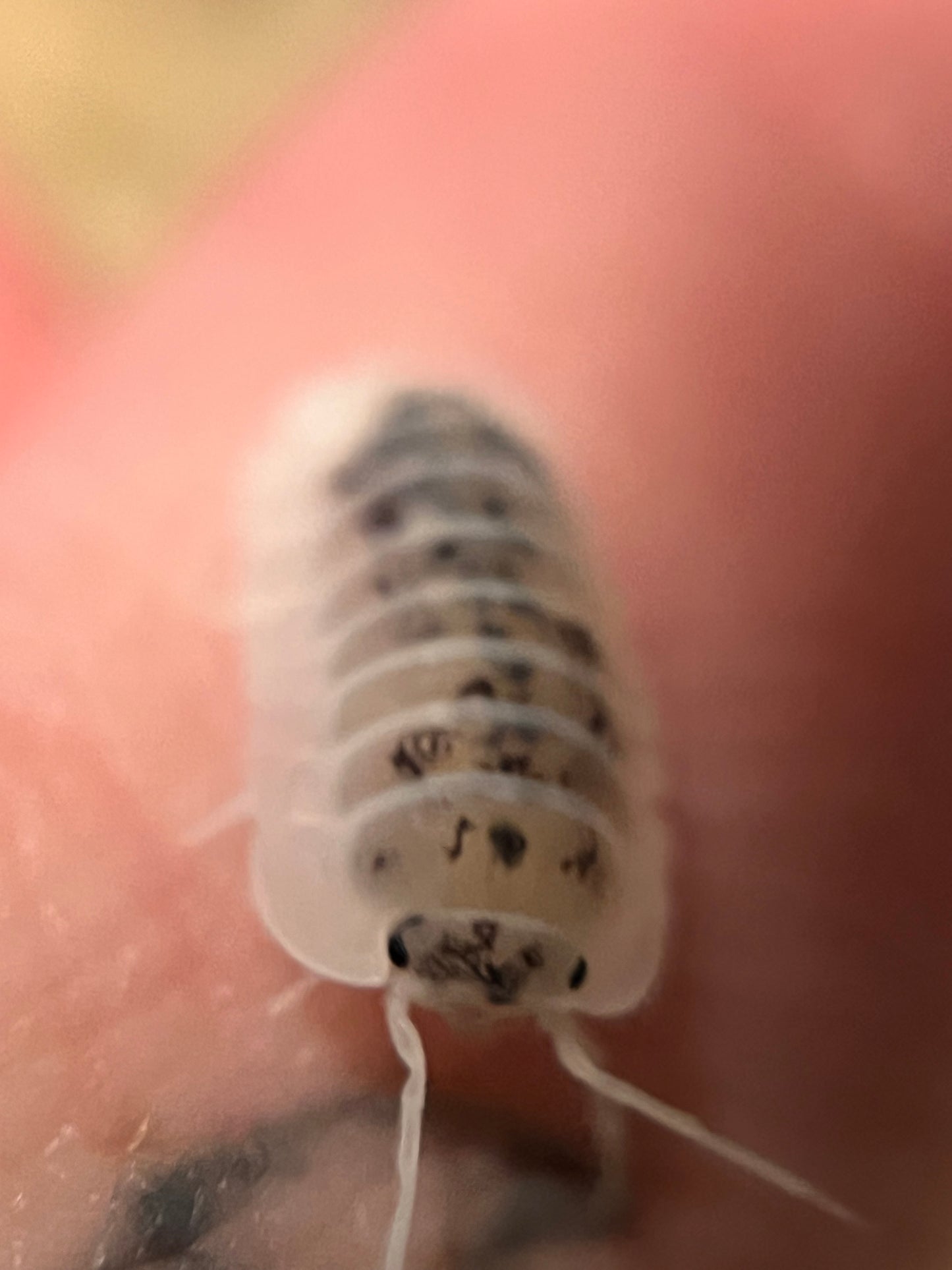 Nesodillo arcangelii "Shiro Utsuri" isopods (12+ count)