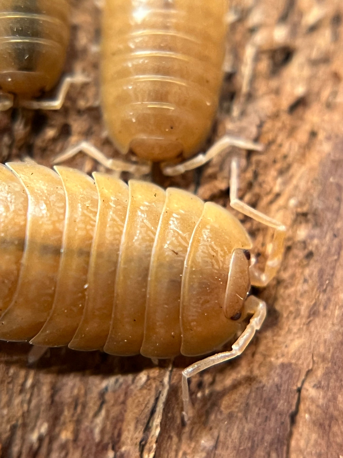 Porcellio laevis "orange" isopods (12+ count)