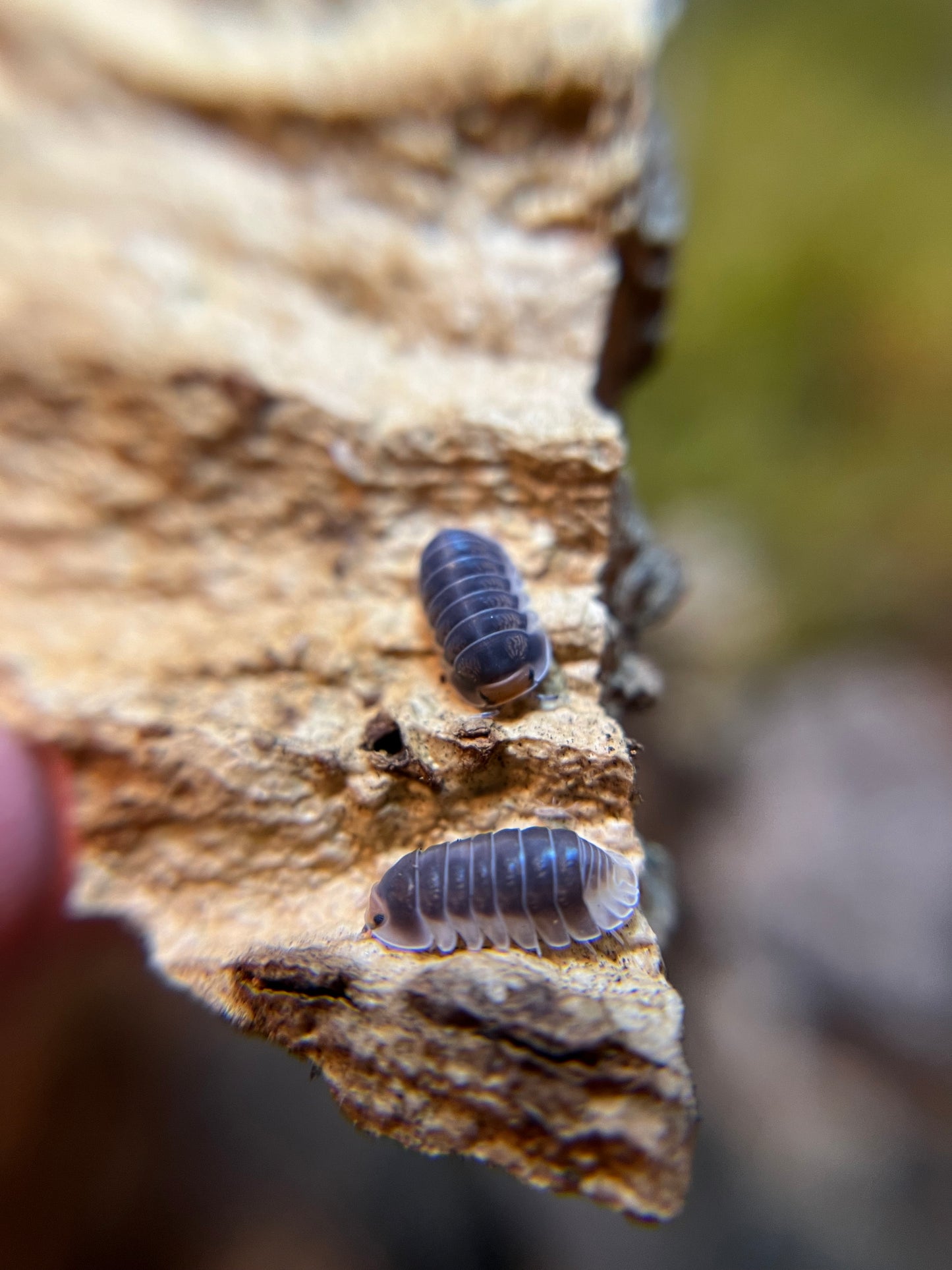 Cubaris sp. "Pak Chong" isopods (10+ count)