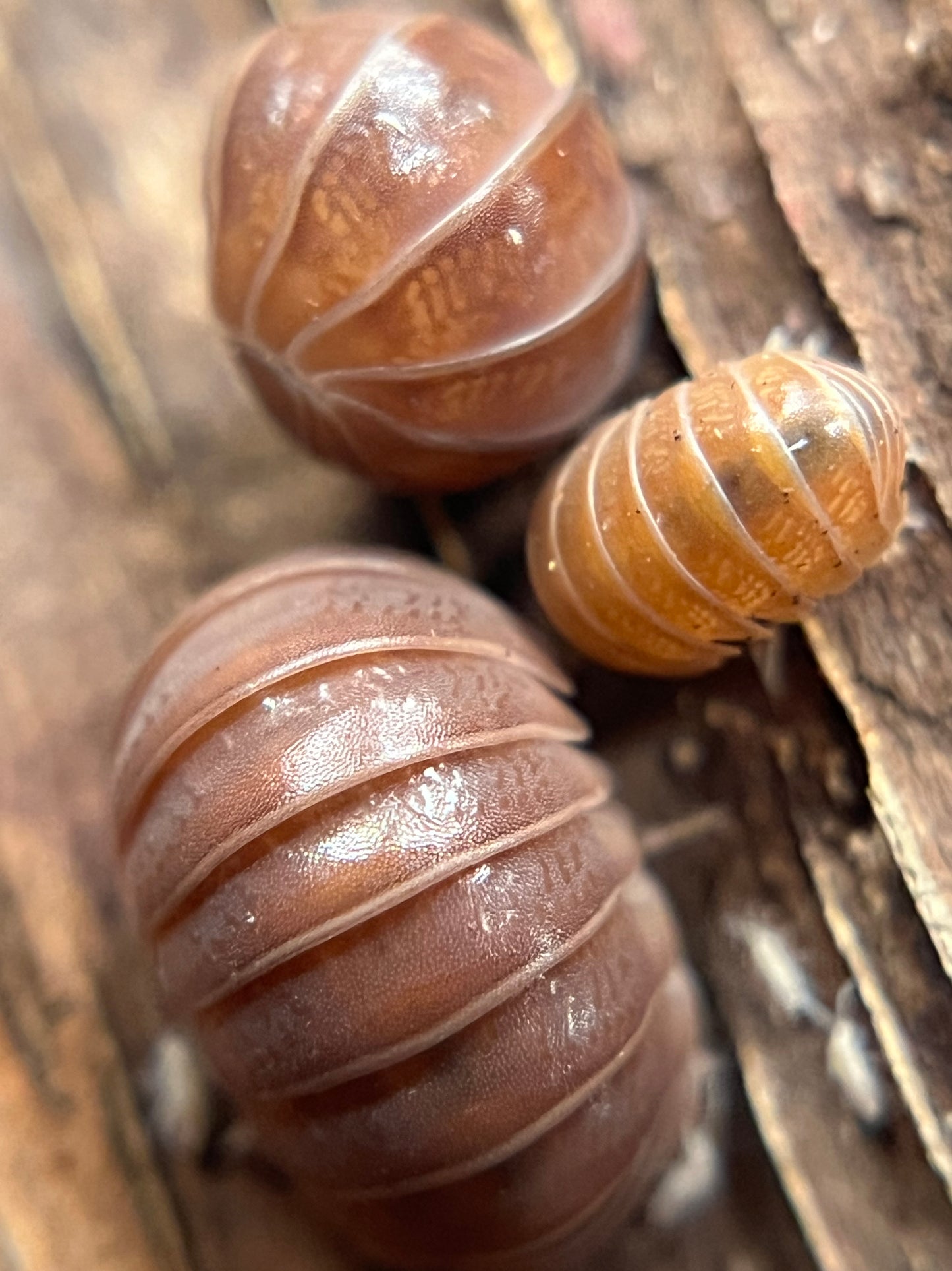 Armadillo officinalis "red" isopods (12+ count)