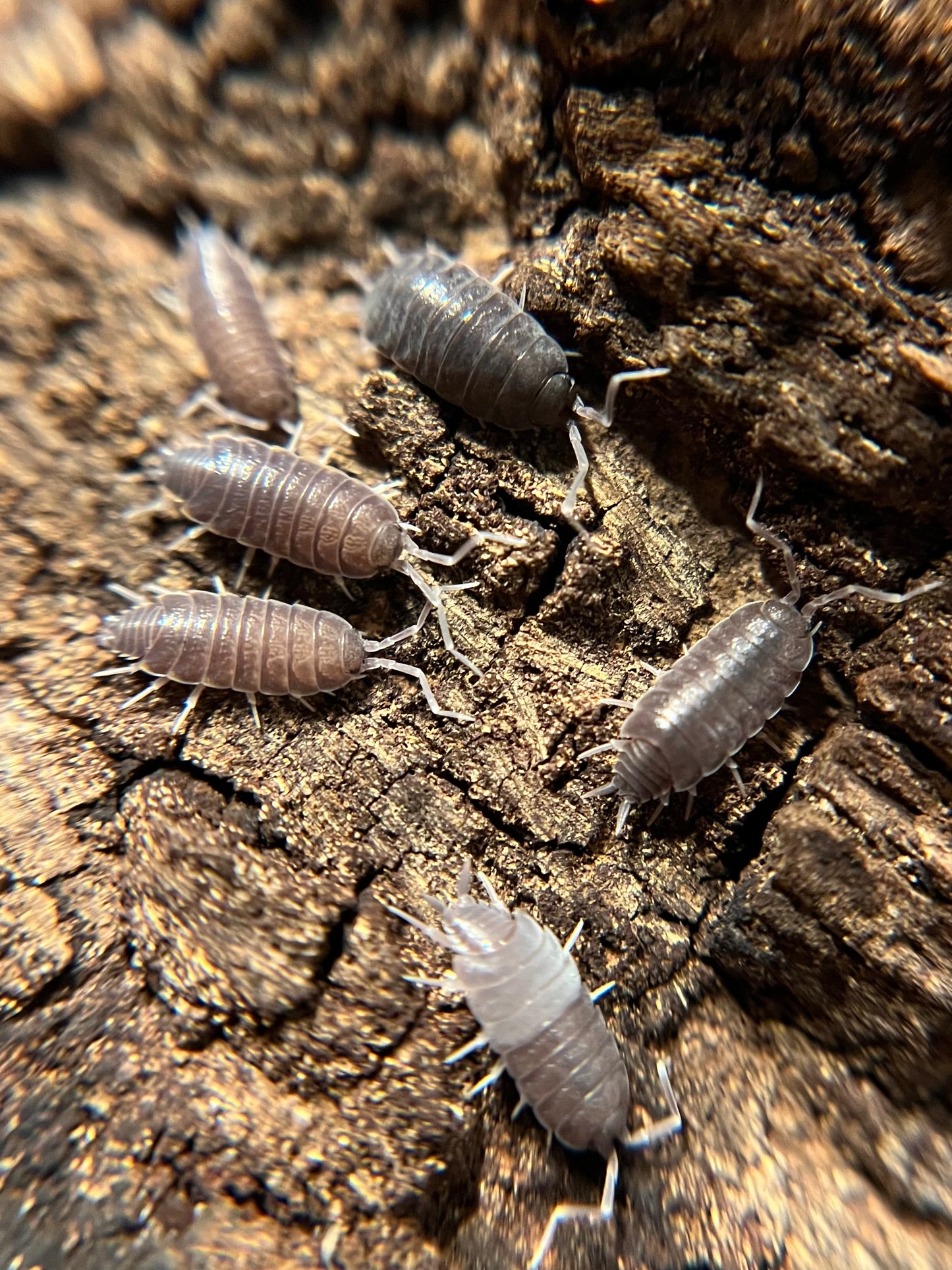 Porcellionides pruinosus “powder blue” isopods (12+ count)