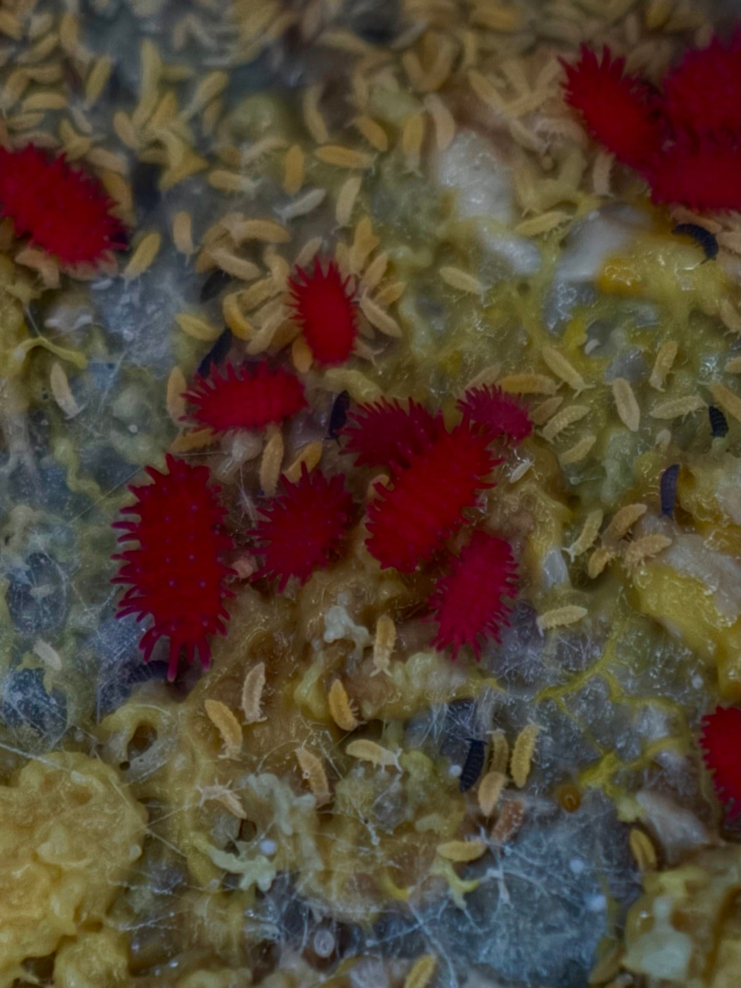Live Slime Mold (Physarum polycephalum)