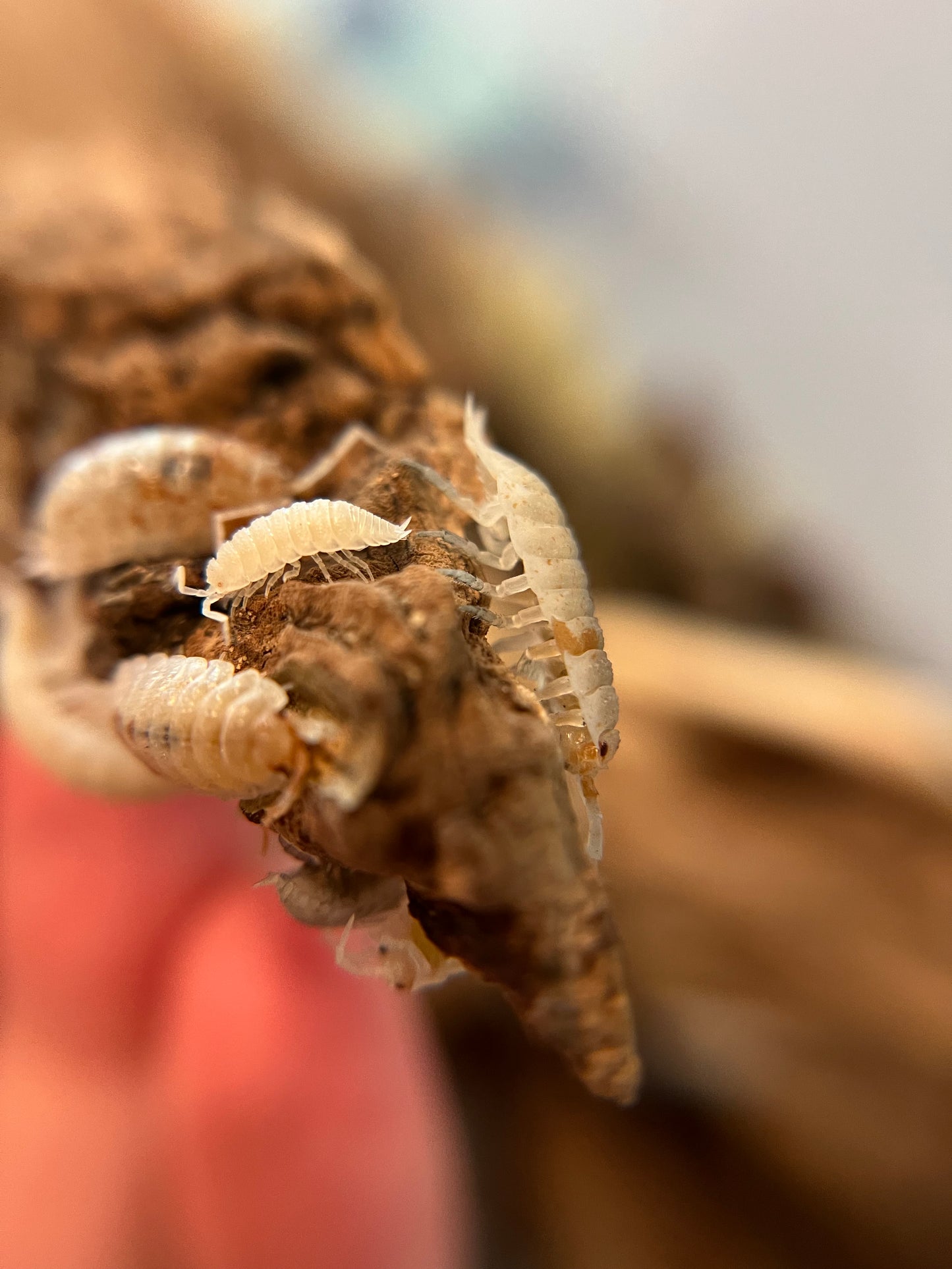 Porcellio scaber "orange dalmatian" isopods (12+ count)