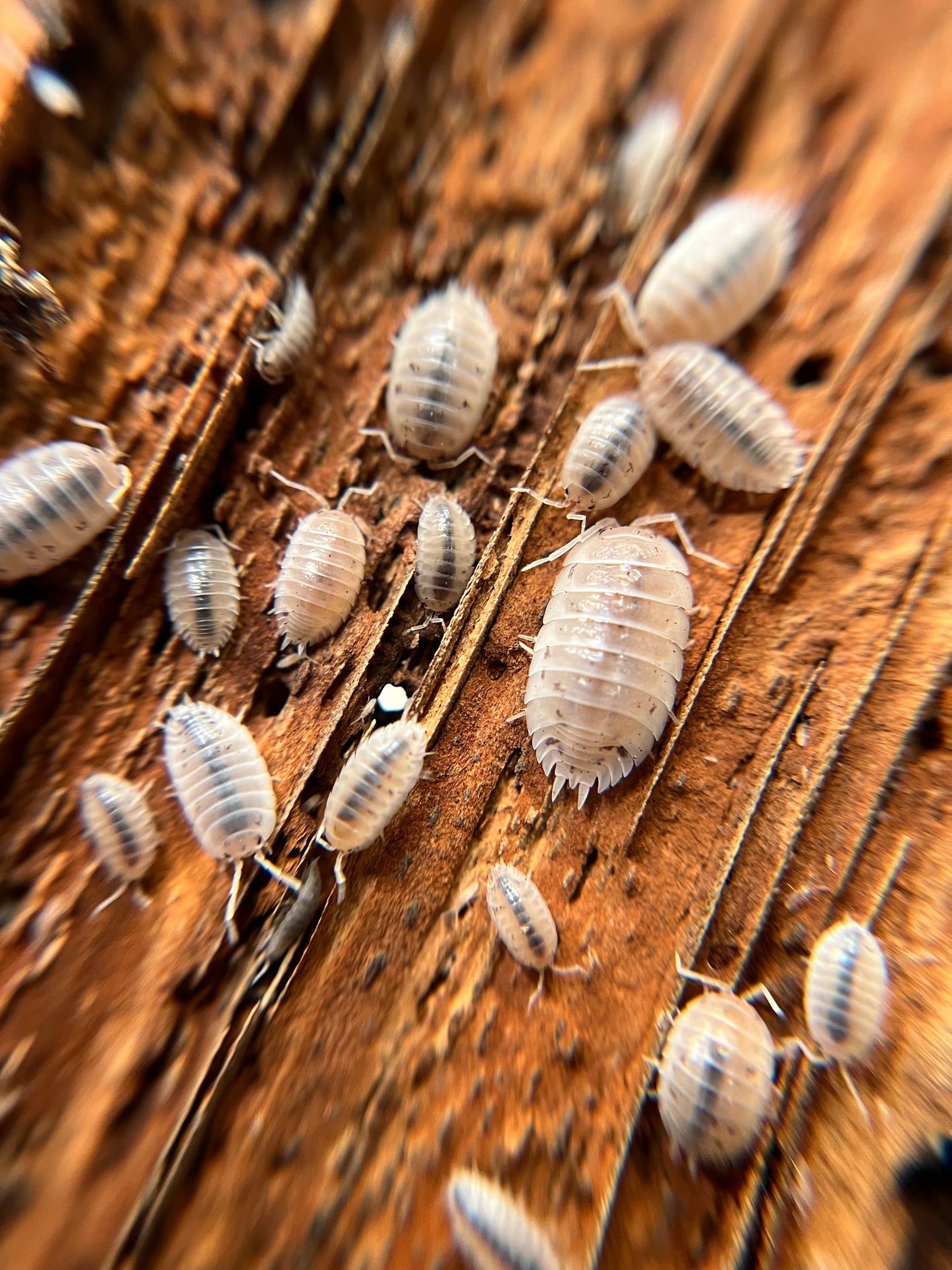 Porcellio laevis "white" isopods (12+ count)