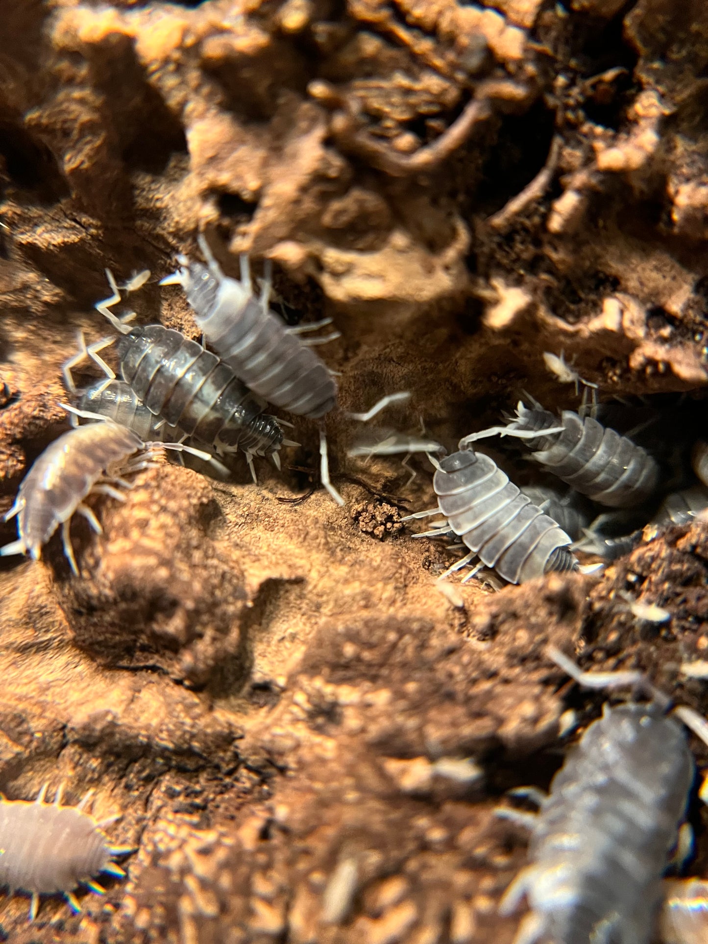 Porcellionides pruinosus “oreo crumble” isopods (12+ count)