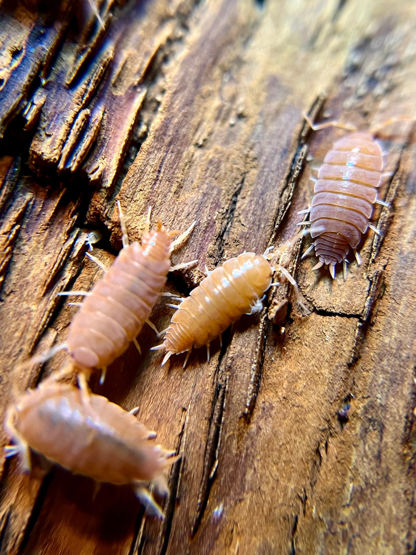 Porcellionides pruinosus “powder orange” isopods (12+ count)