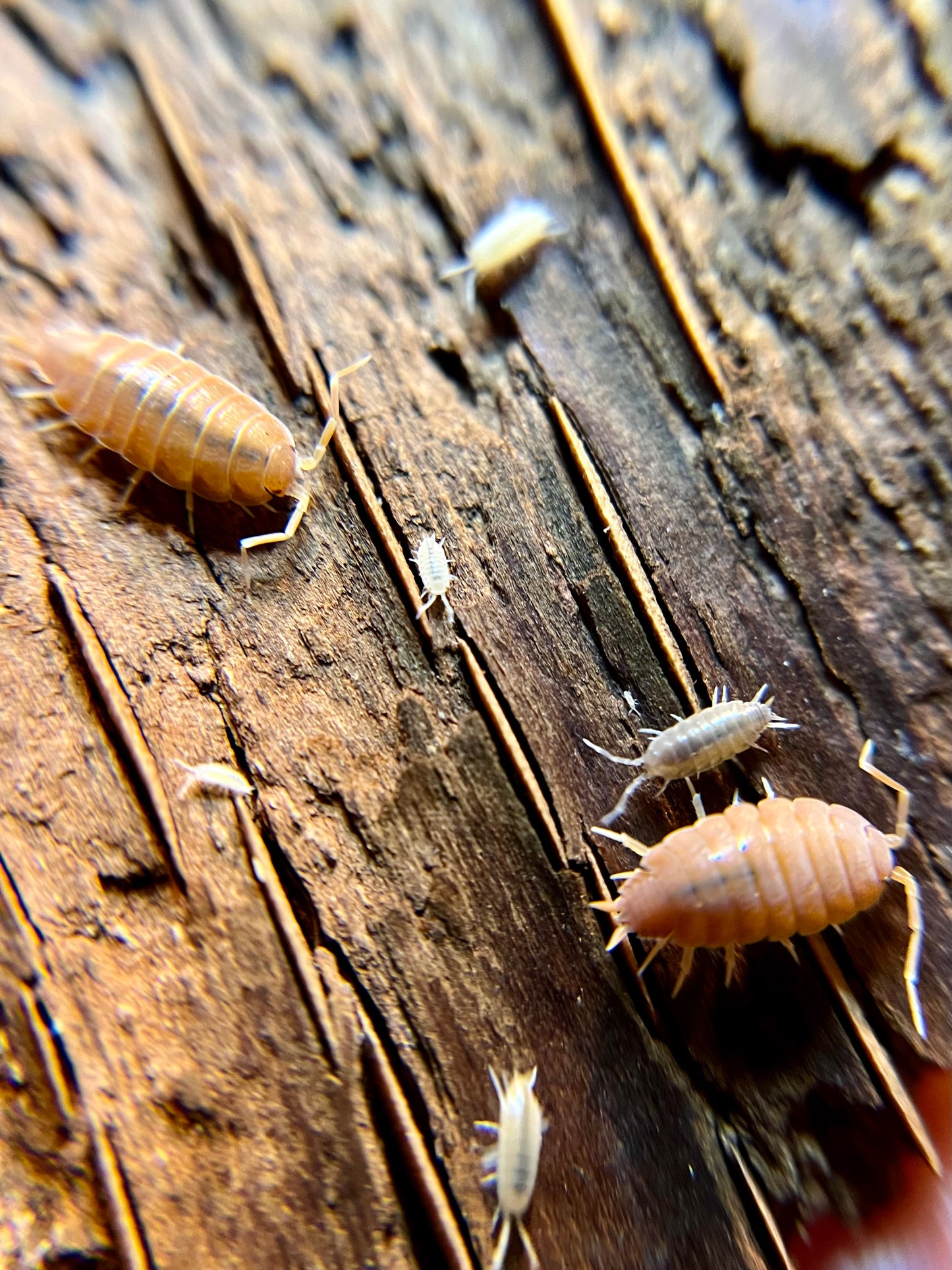 Porcellionides pruinosus “powder orange” isopods (12+ count)