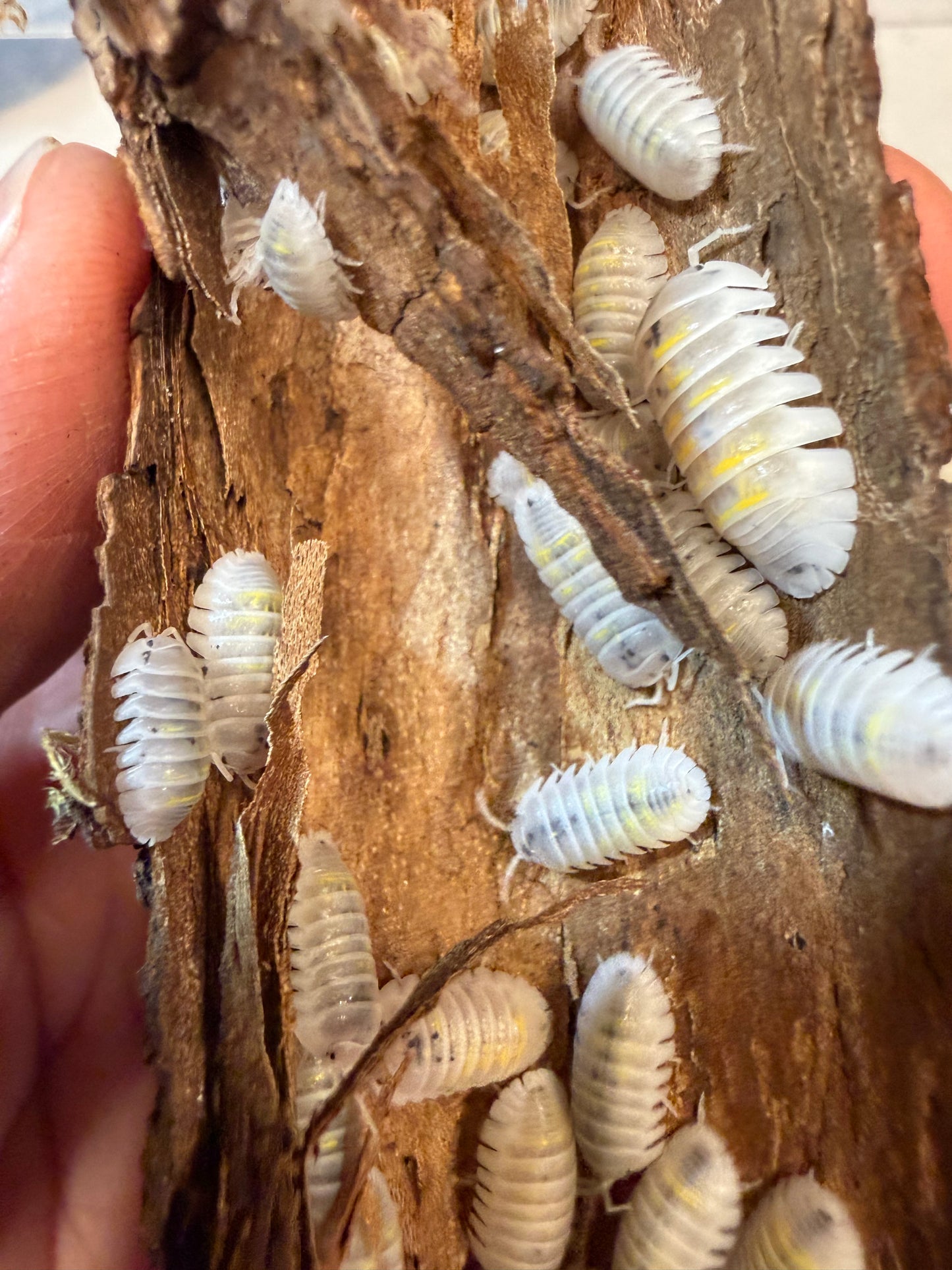 Armadillidium granulatum “magic potion” isopods (12+ count)