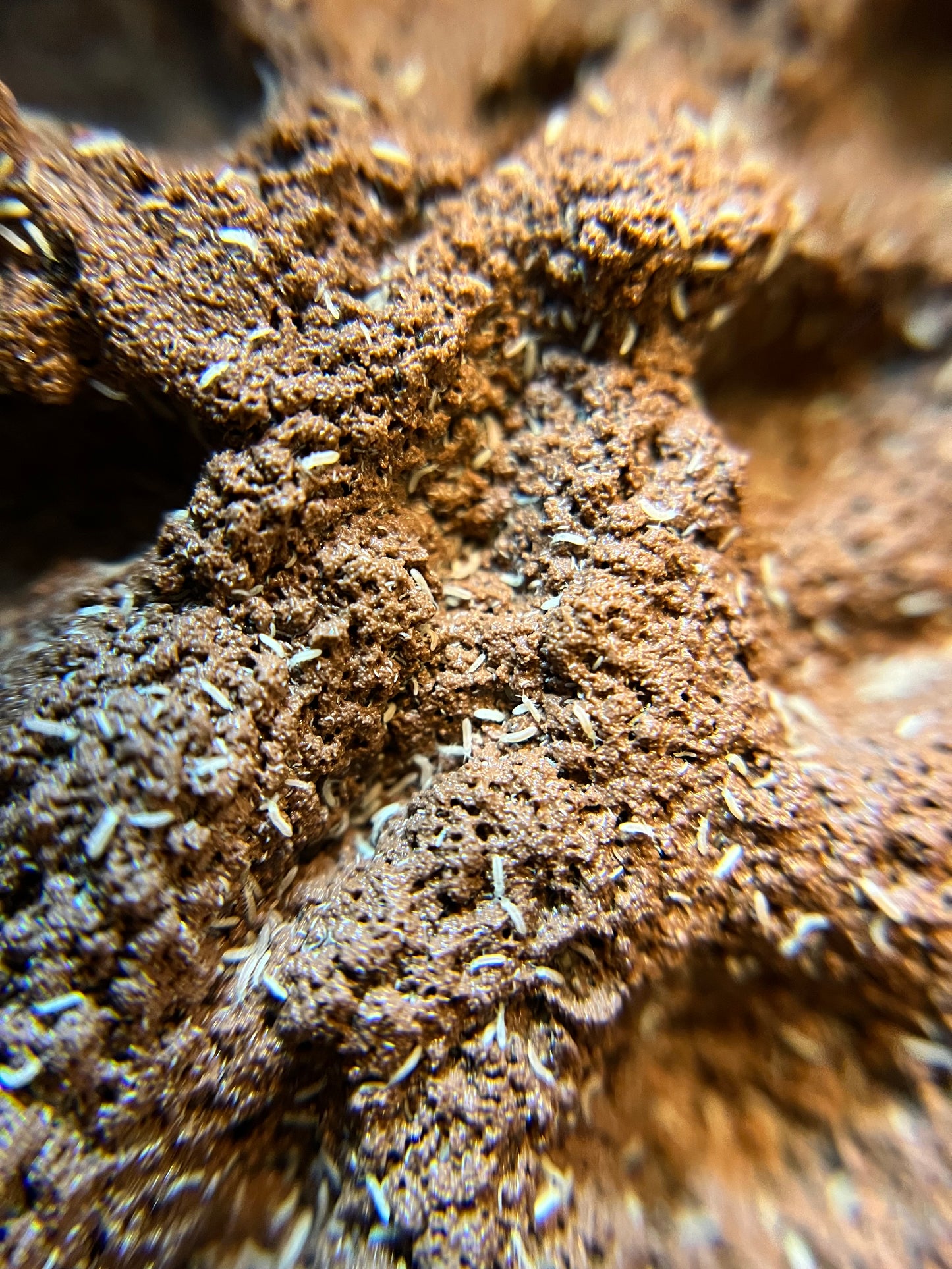 Folsomia candida “temperate white” springtails