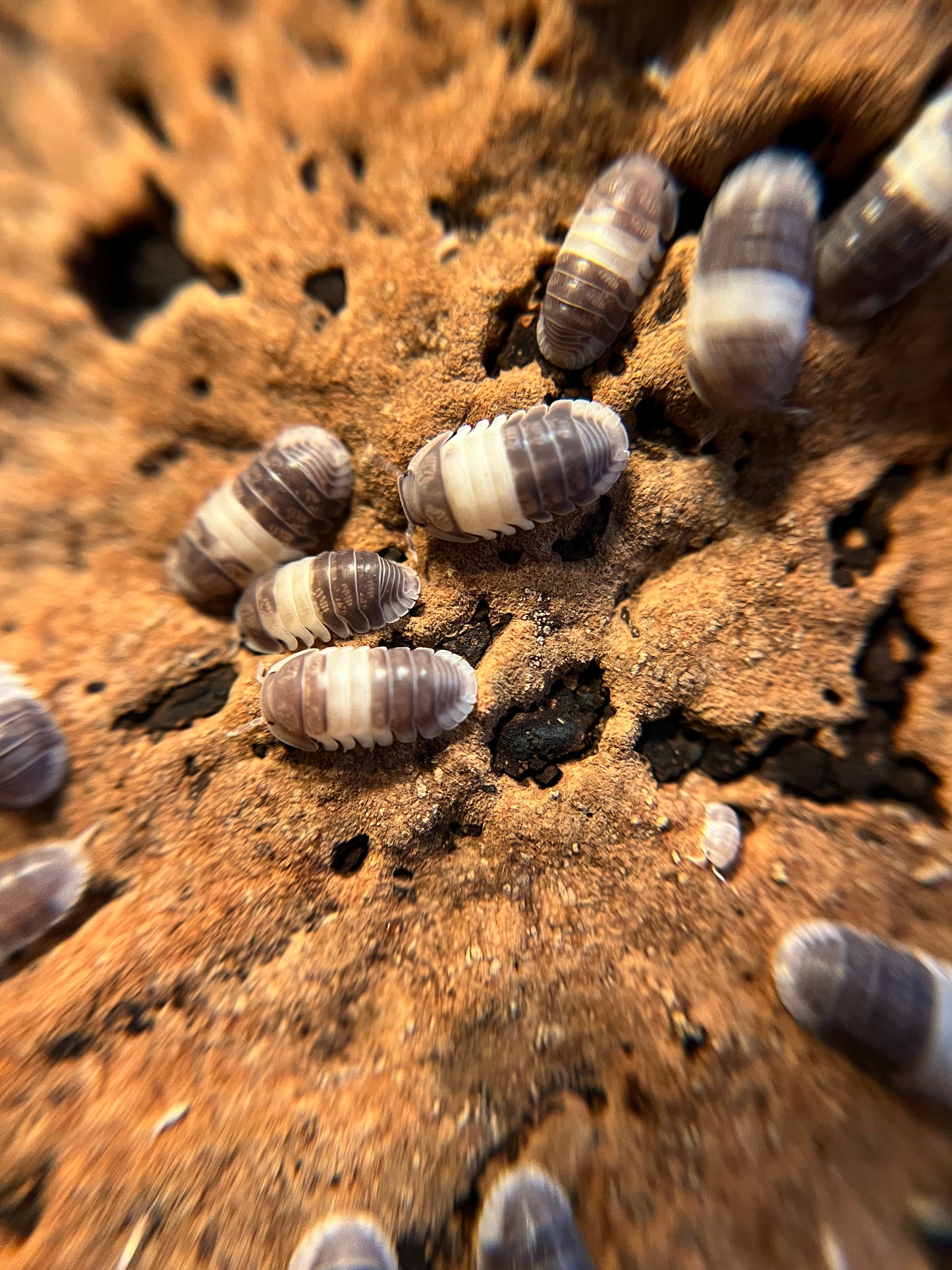 Cubaris sp. "panda king" isopods (12+ count)