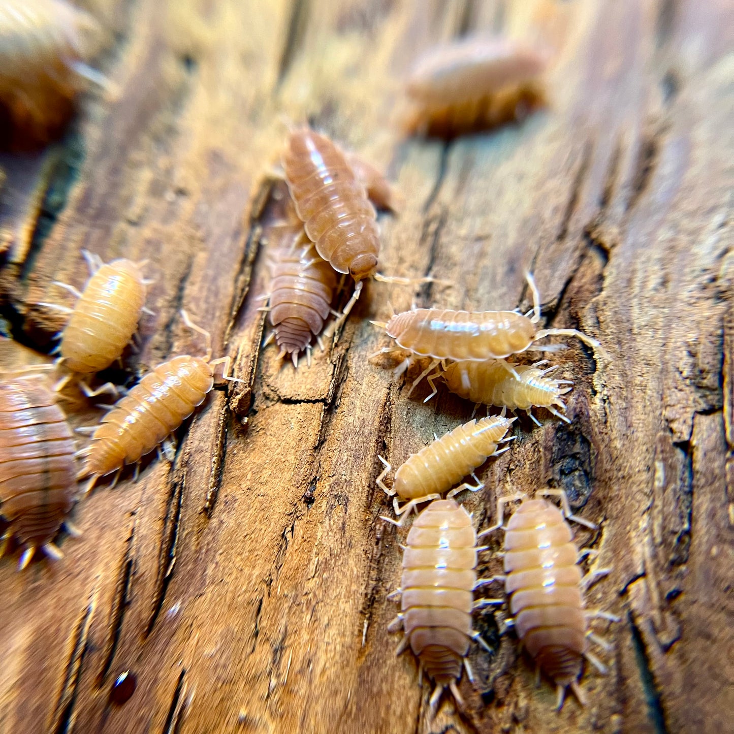Porcellionides pruinosus “powder orange” isopods (12+ count)