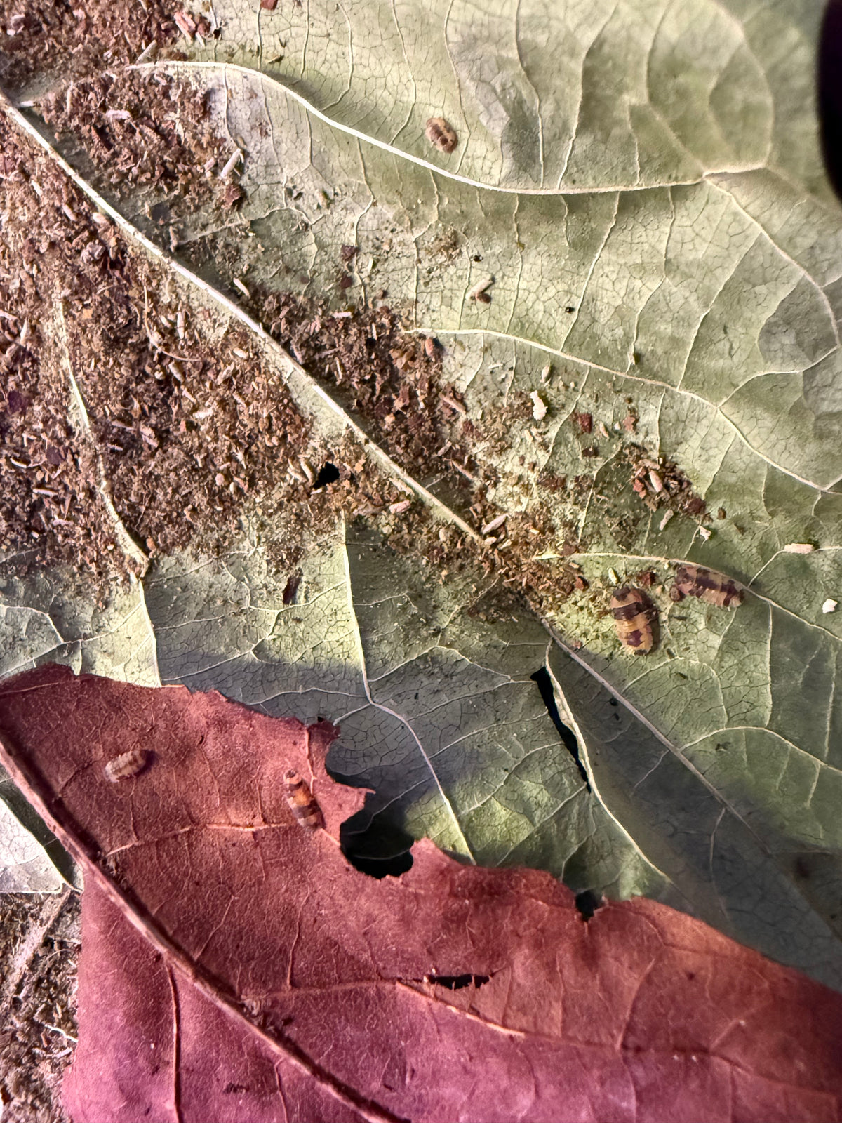 Eat My Dust - Supplemental Detritivore Diet