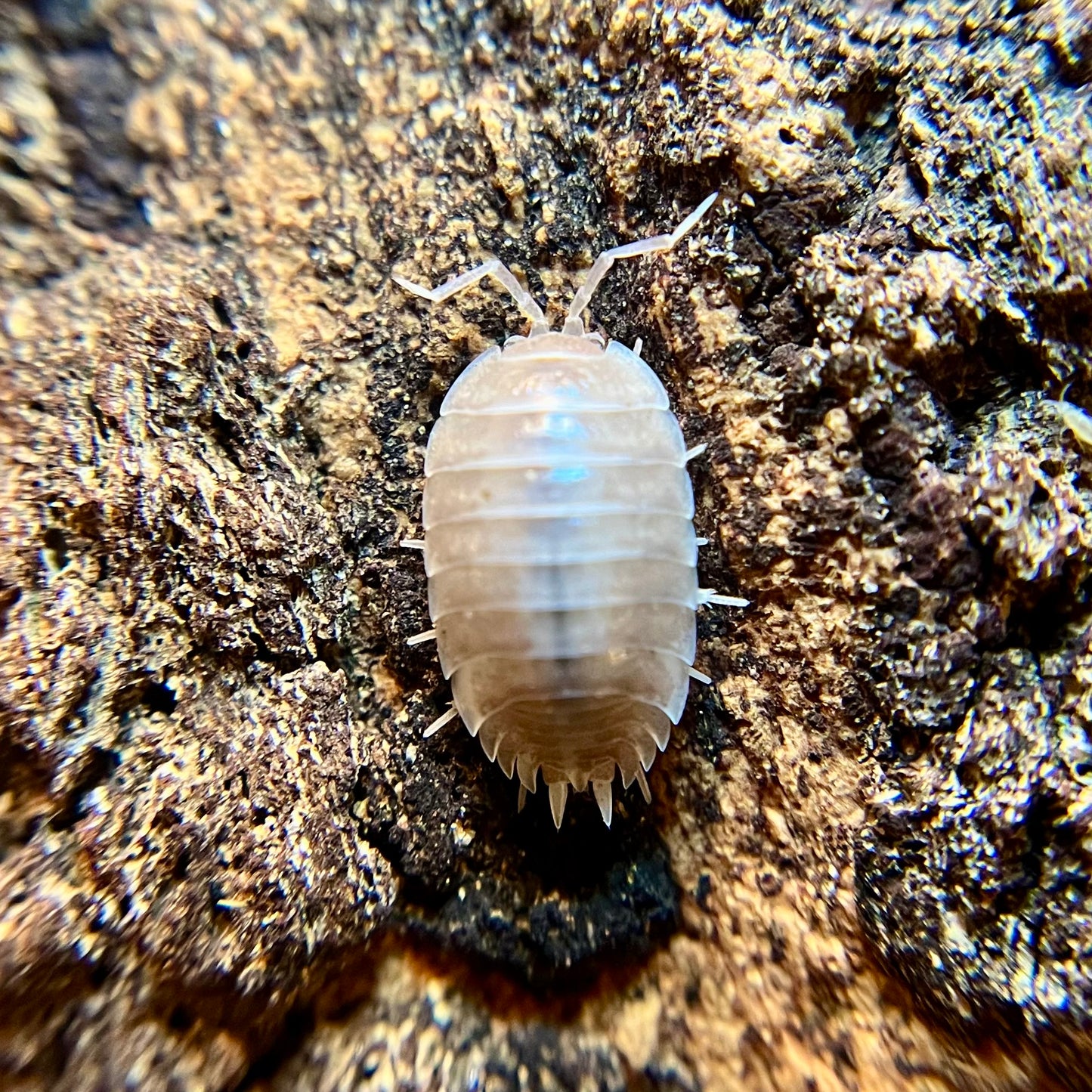 Porcellio laevis "milkback" isopods (12+ count)