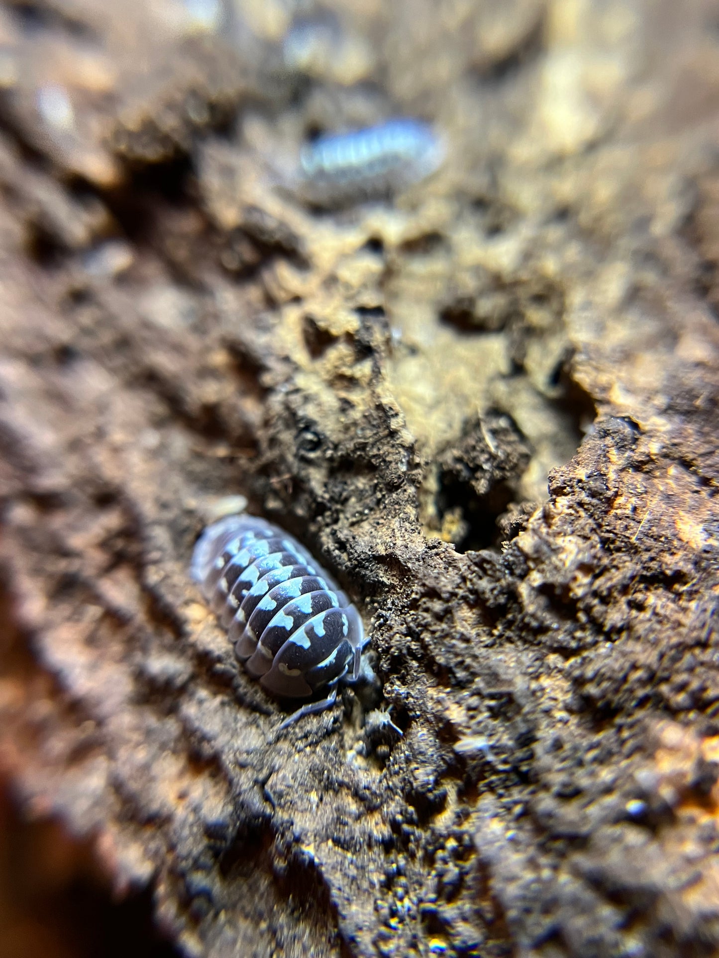 Armadillidium gestroi "white zinger" isopods (10+ count)