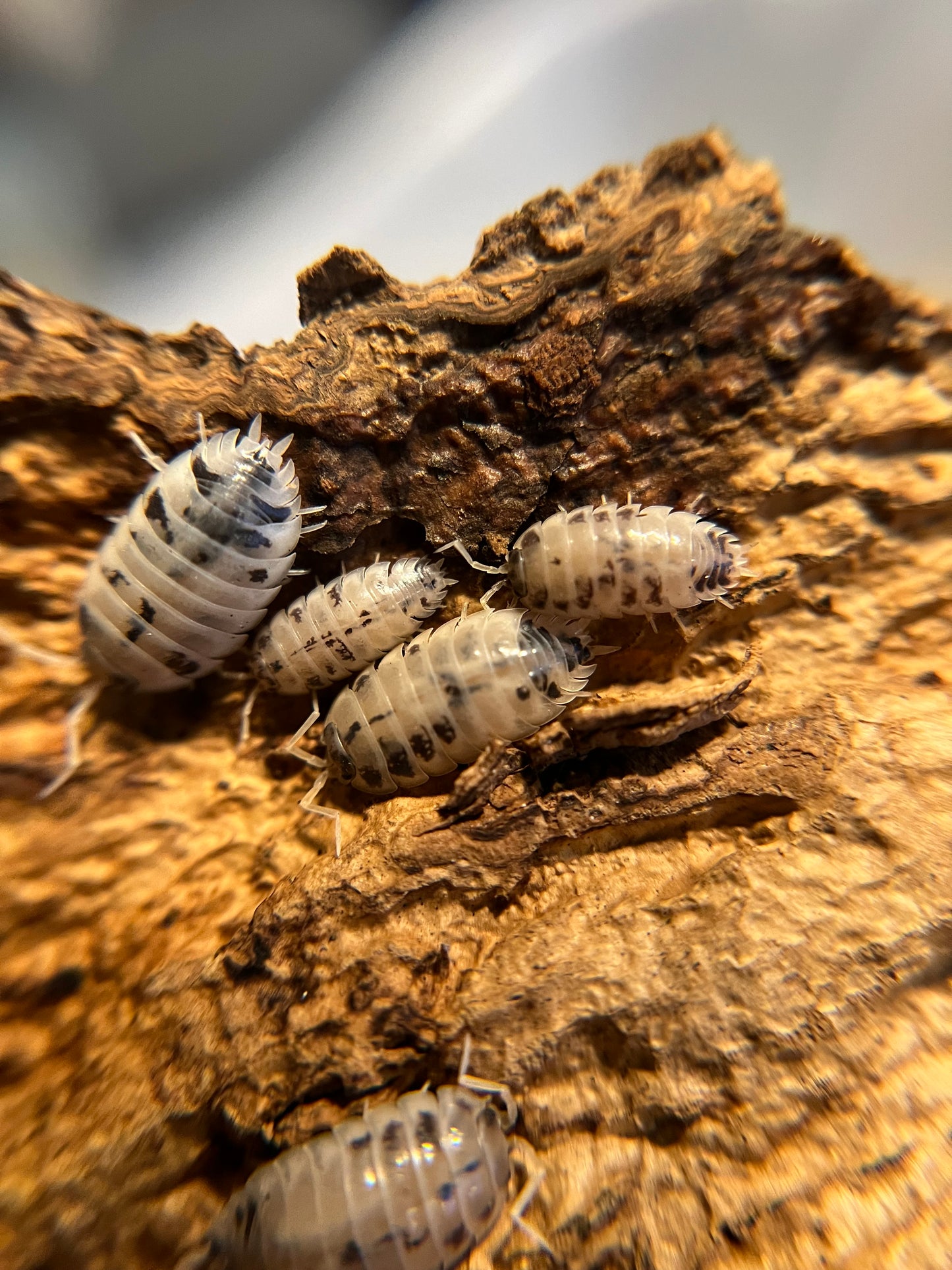 Porcellio laevis "dairy cow" isopods (12+ count)