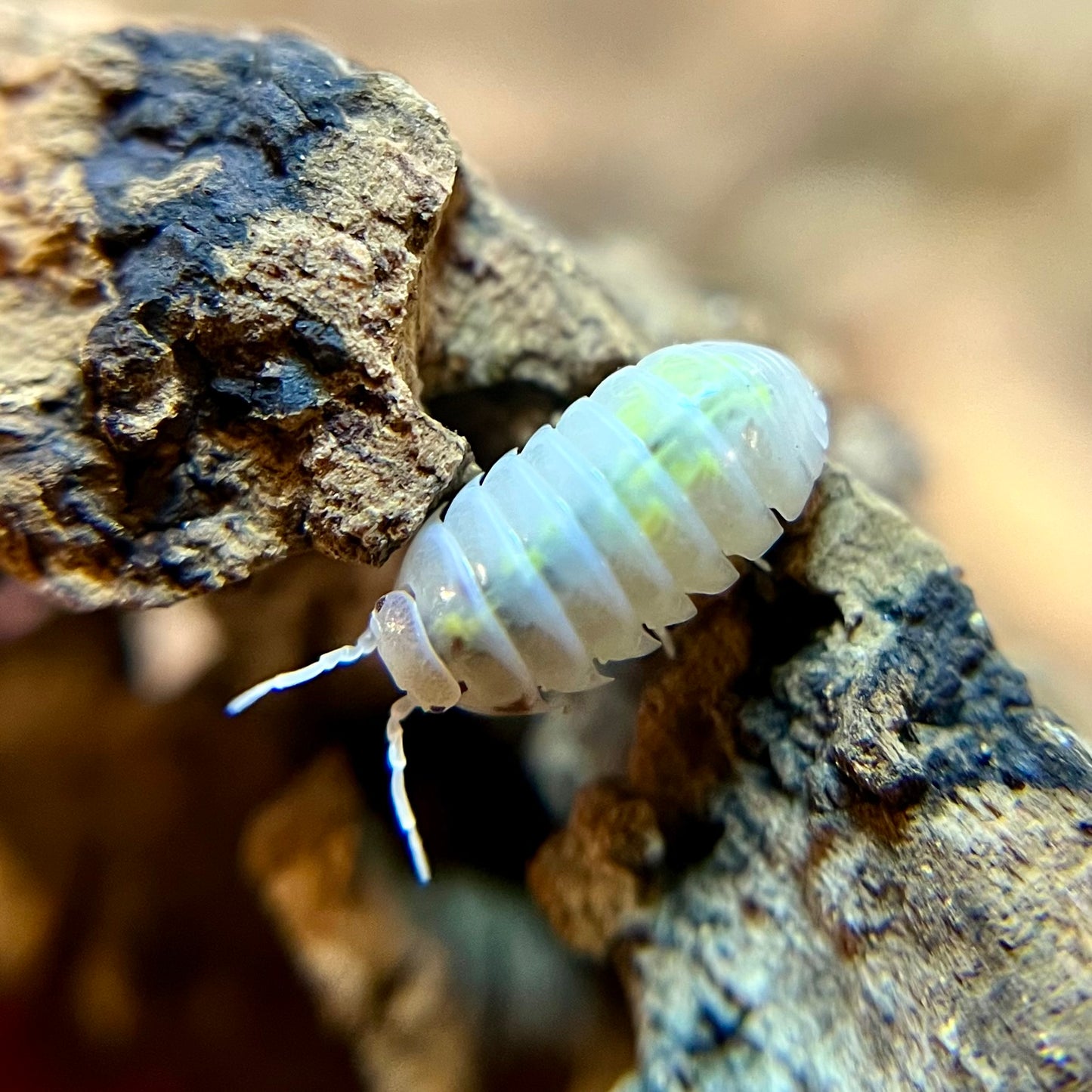 Armadillidium vulgare “orange dalmatian” isopods (12+ count)