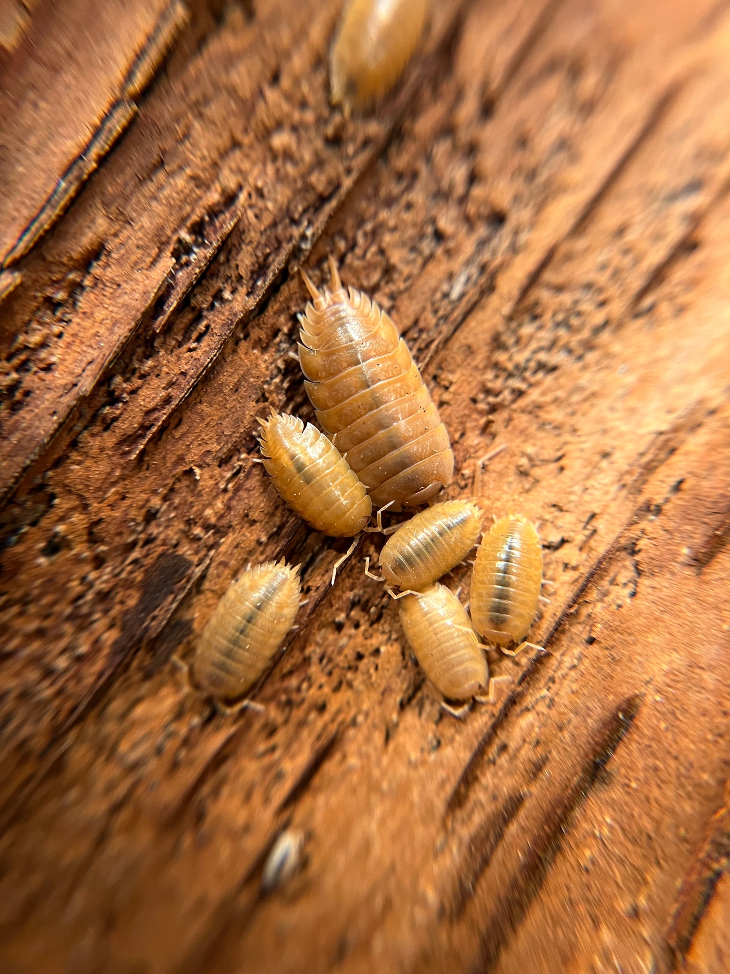 Porcellio laevis "orange" isopods (12+ count)