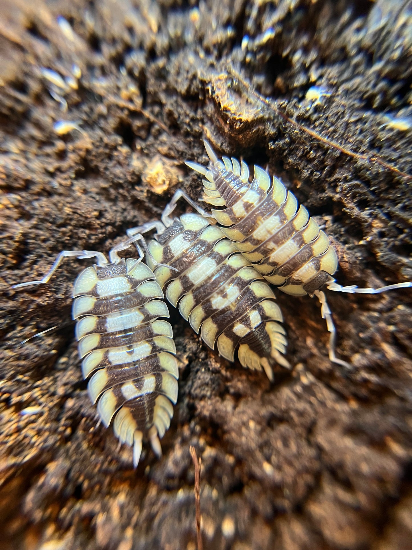 Porcellio expansus isopods (8+ count)