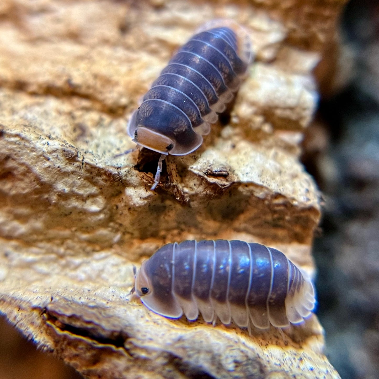 Cubaris sp. "Pak Chong" isopods (10+ count)