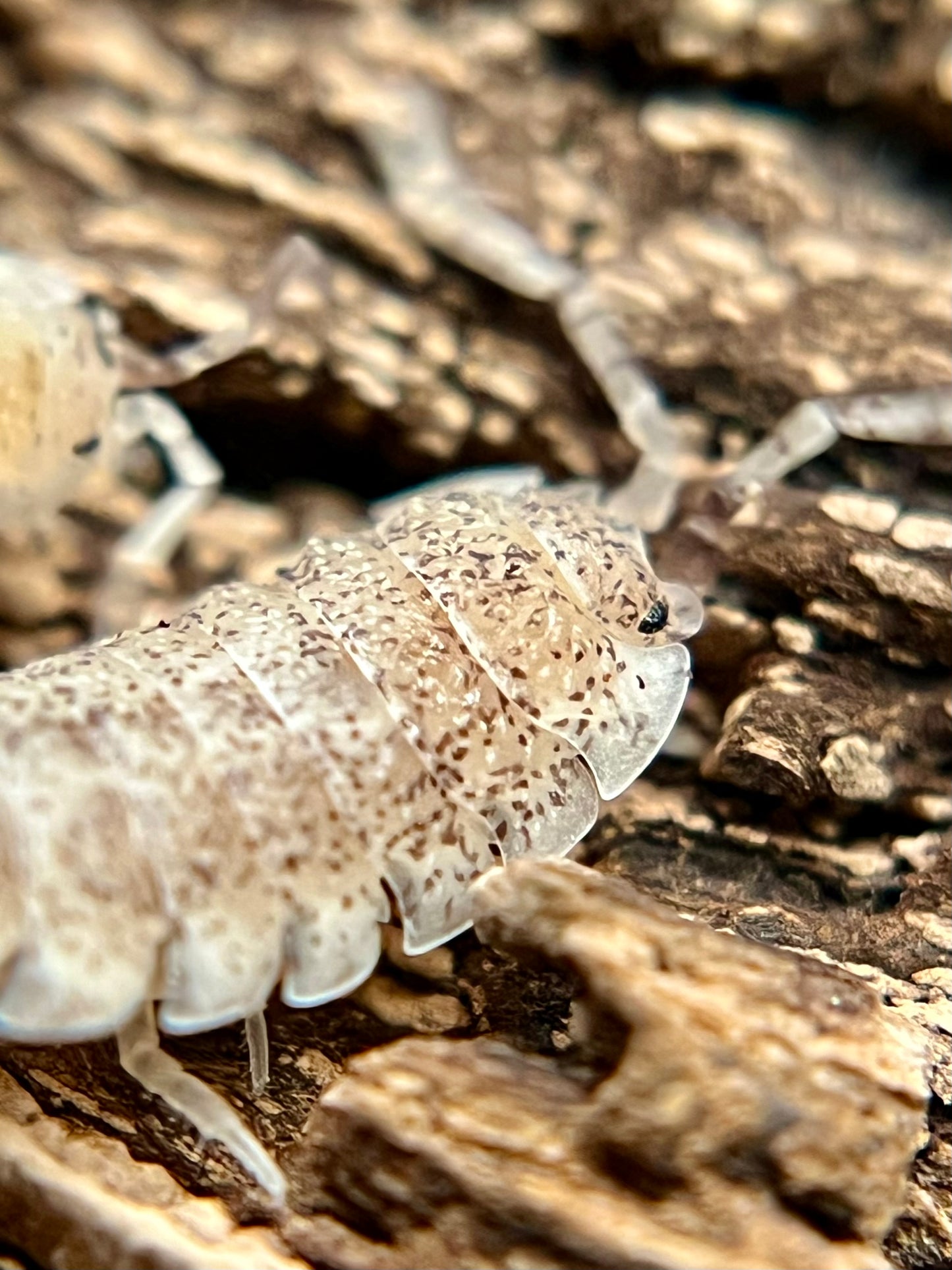 Porcellio scaber "dalmatian" isopods (12+ count)