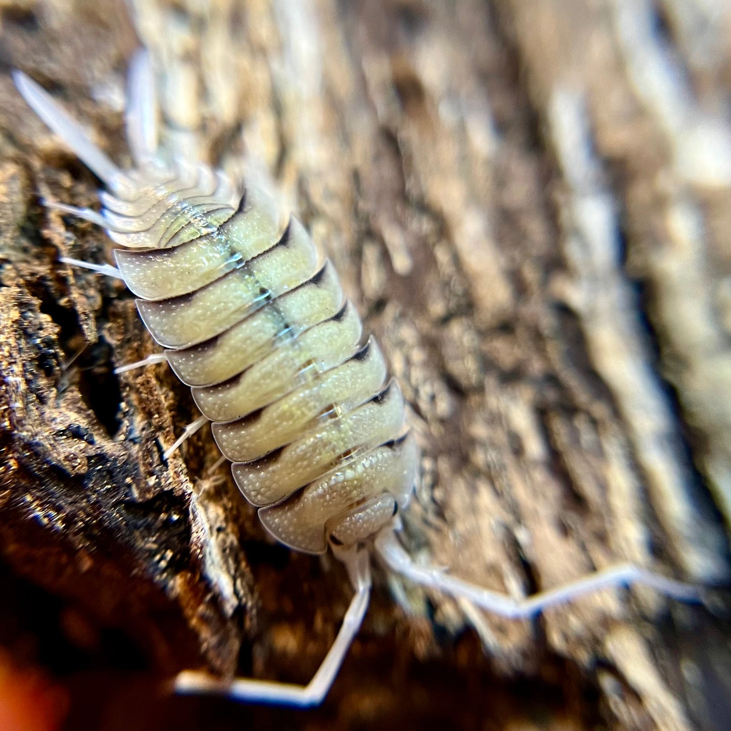 Porcellio bolvari isopods (10+ count)