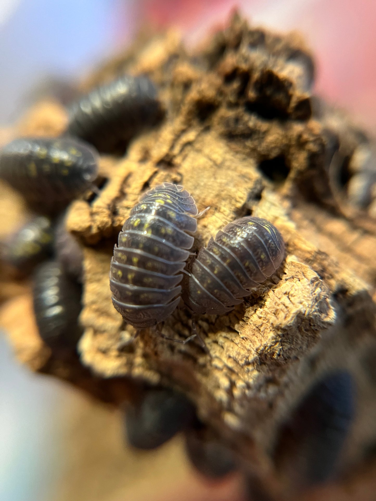 Armadillidium granulatum isopods (12+ count)