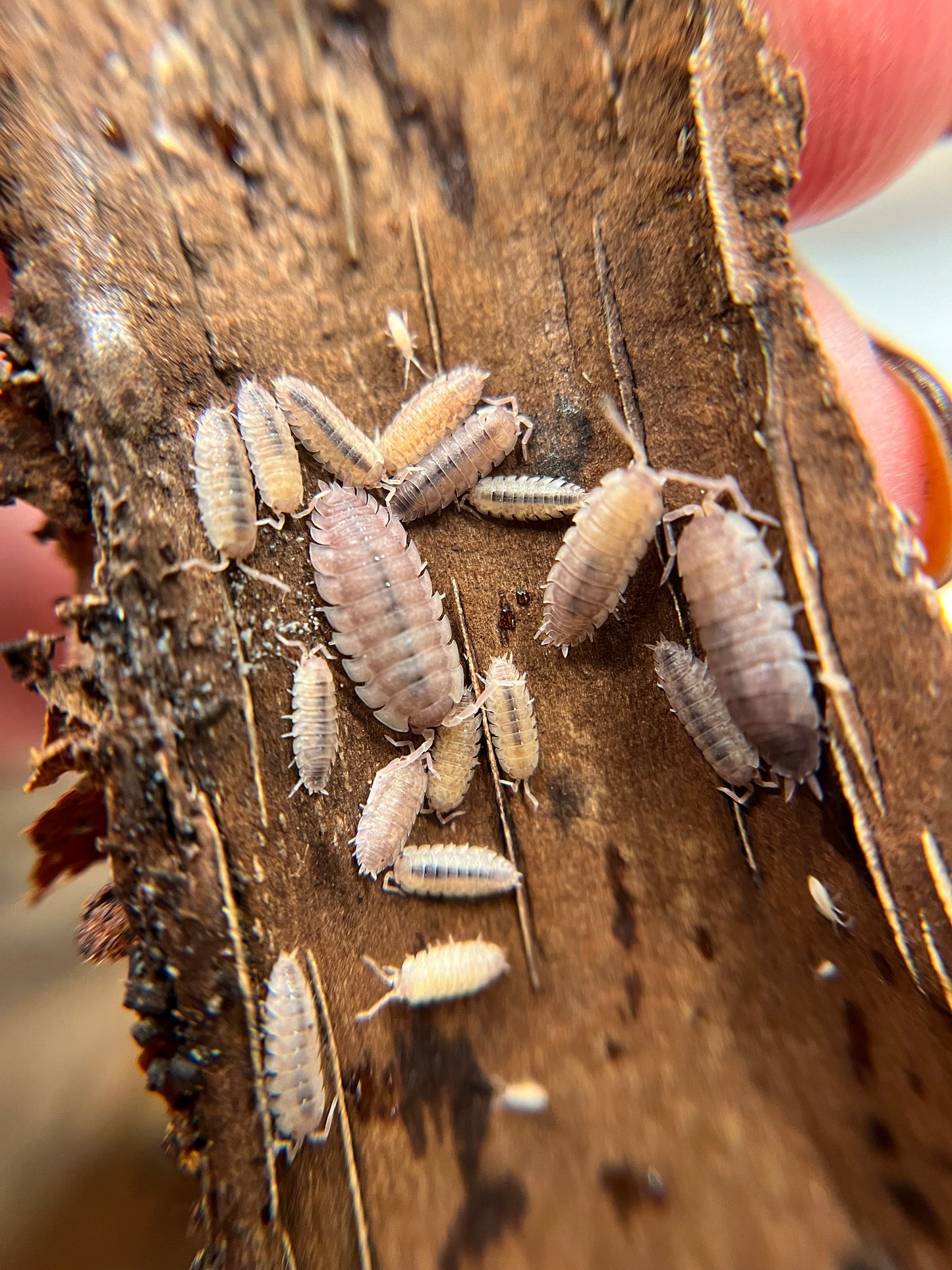 Porcellio scaber "purple ghost" isopods (12+ count)