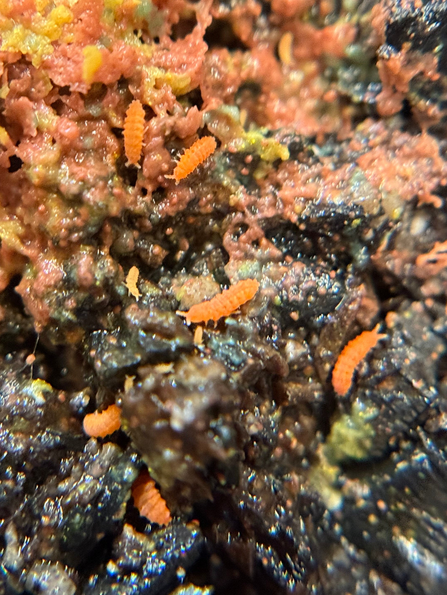 Neanura growae "Florida orange" springtails AFTER SHOW DEAL