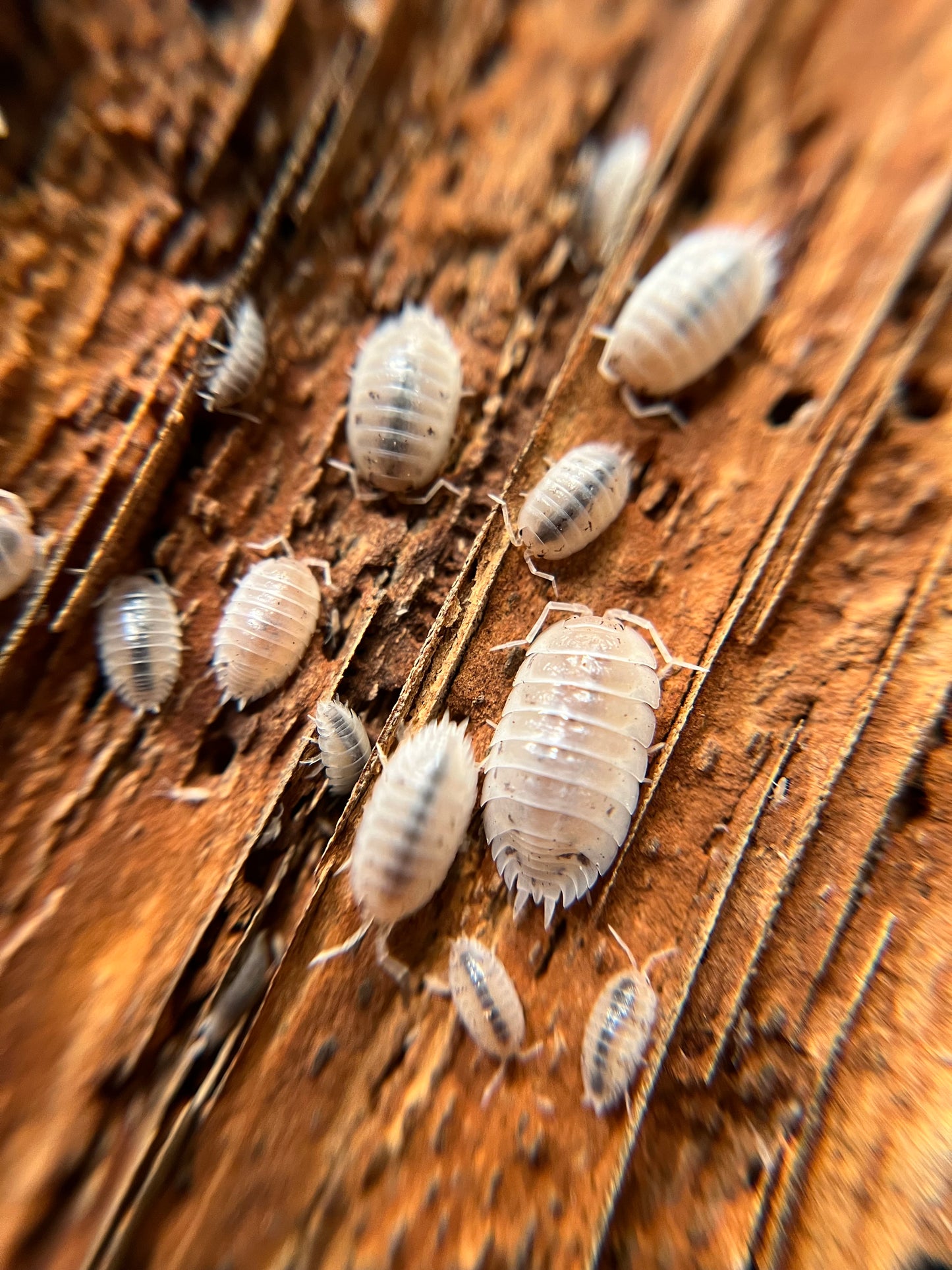Porcellio laevis "white" isopods (12+ count)