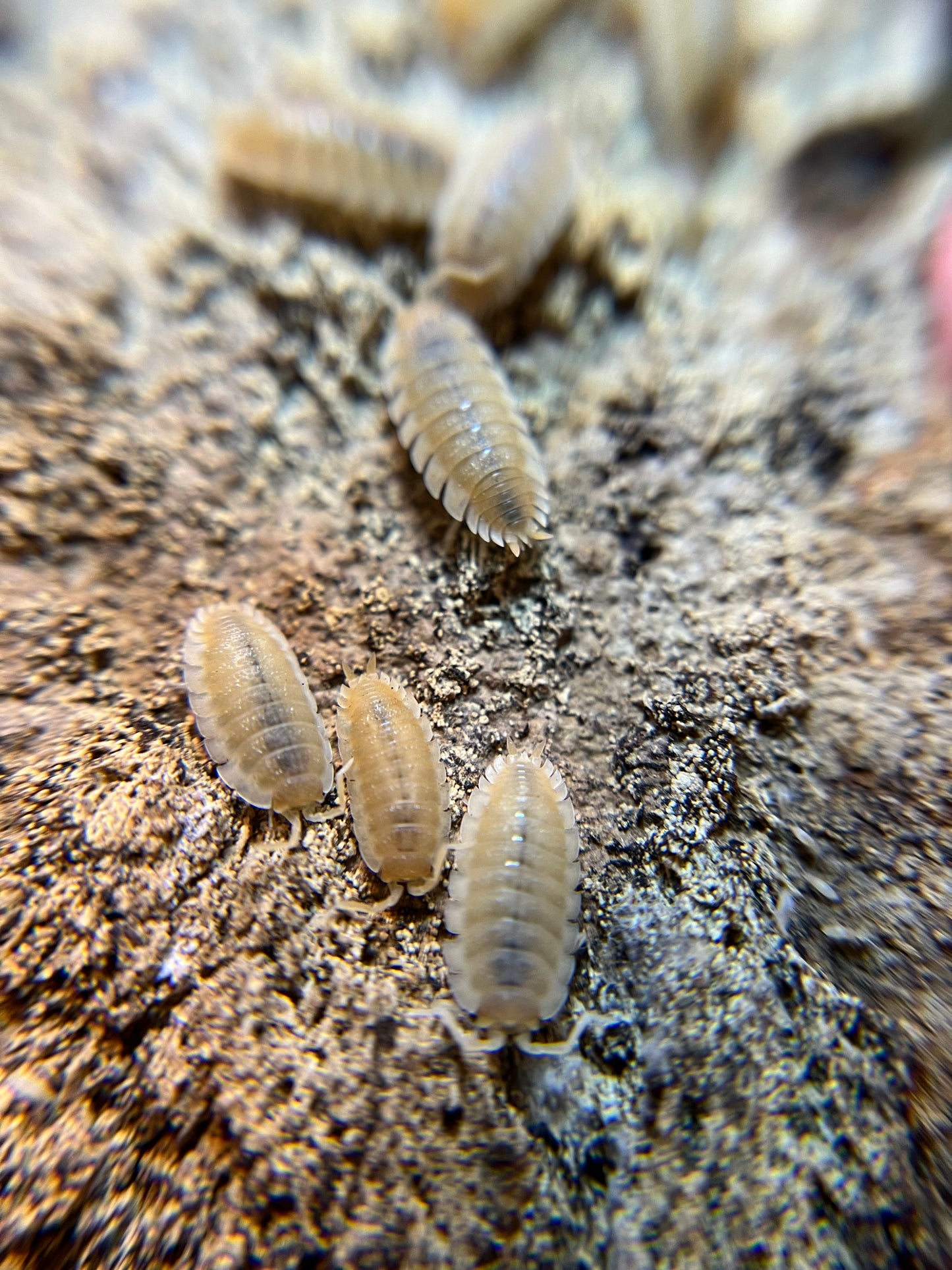 Porcellio scaber "yellow snow" isopods (12+ count)