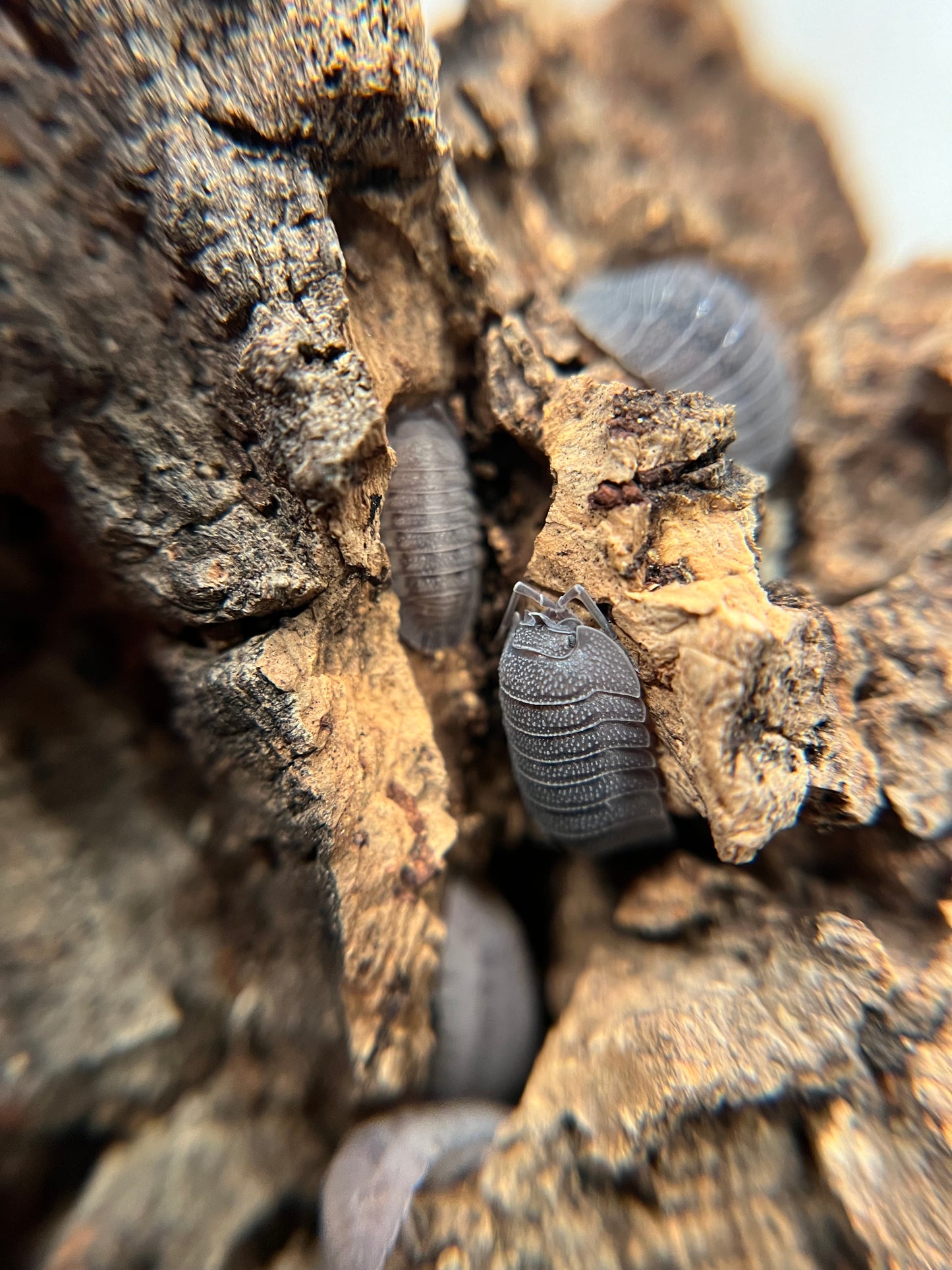 Armadillidium peraccae isopods (12+ count)