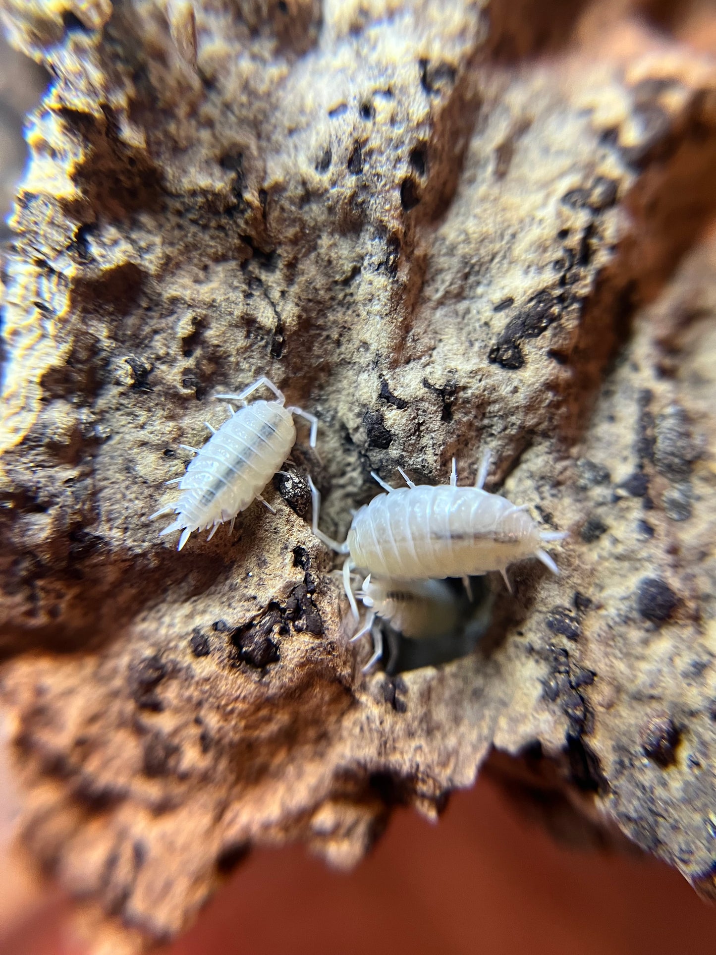 Porcellionides pruinosus “powder white” isopods (12+ count)