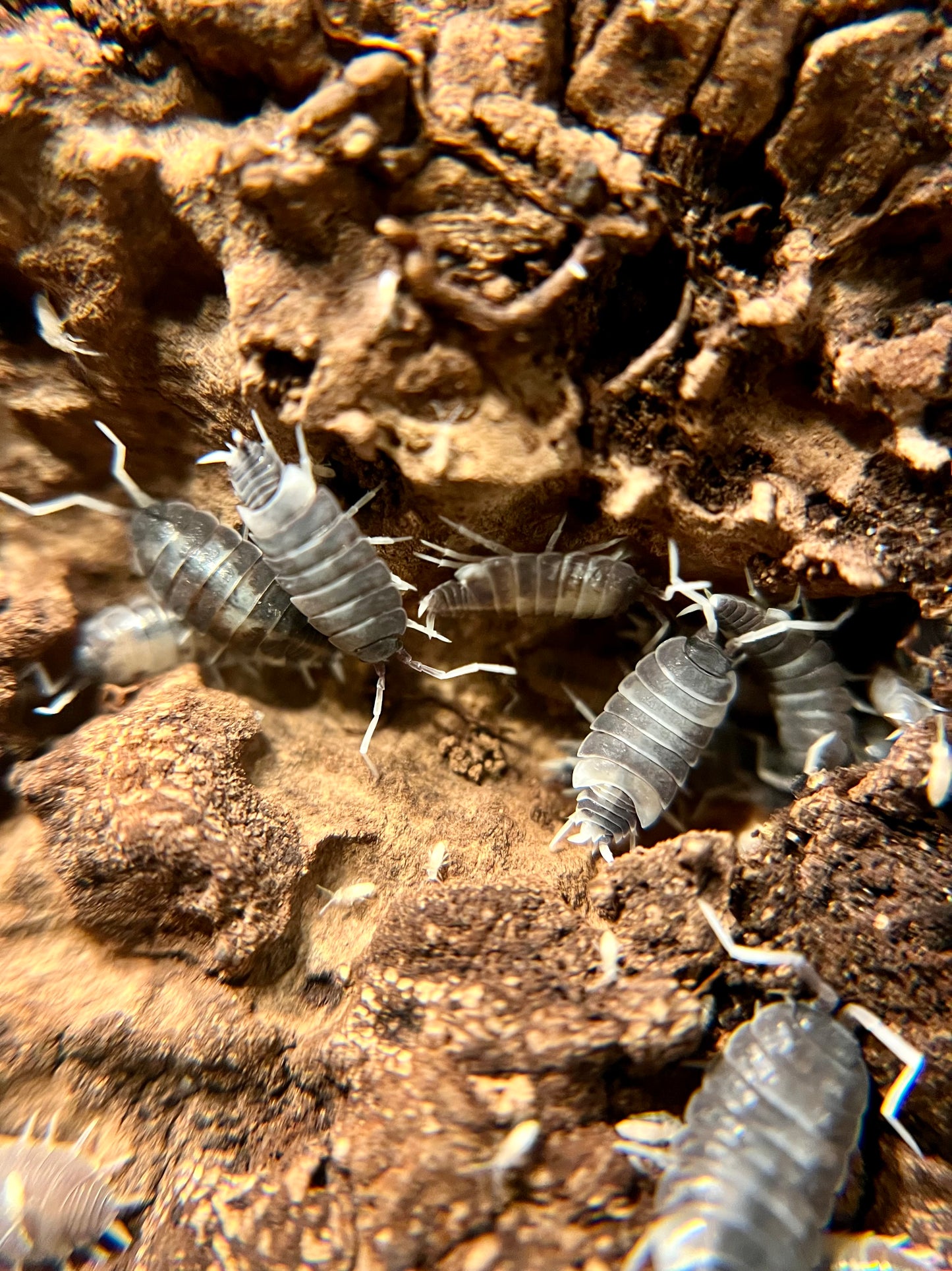 Porcellionides pruinosus “oreo crumble” isopods (12+ count)
