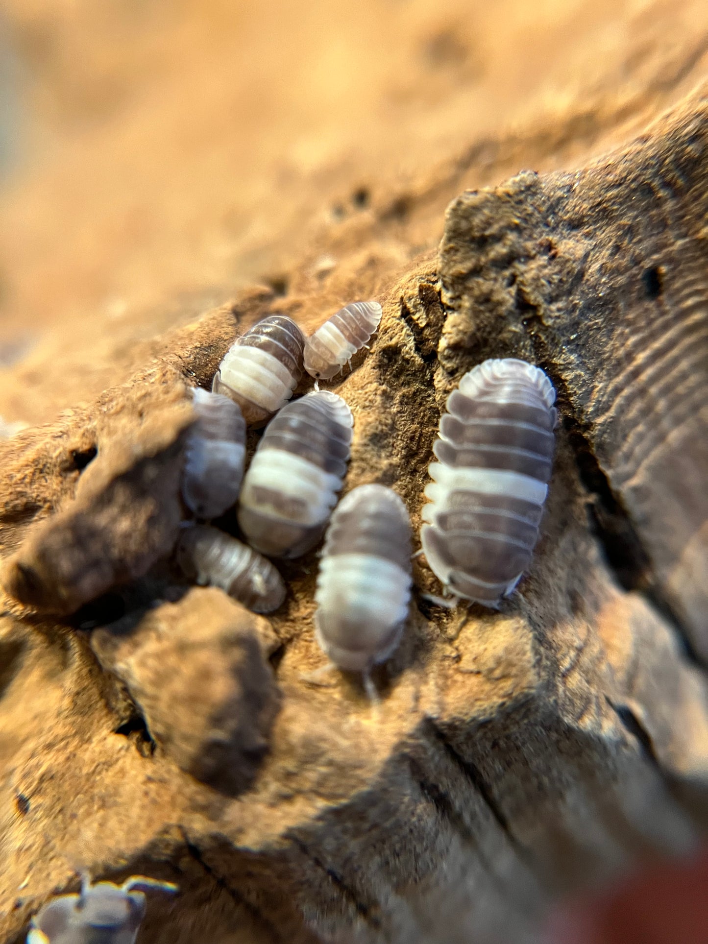 Cubaris sp. "panda king" isopods (12+ count)