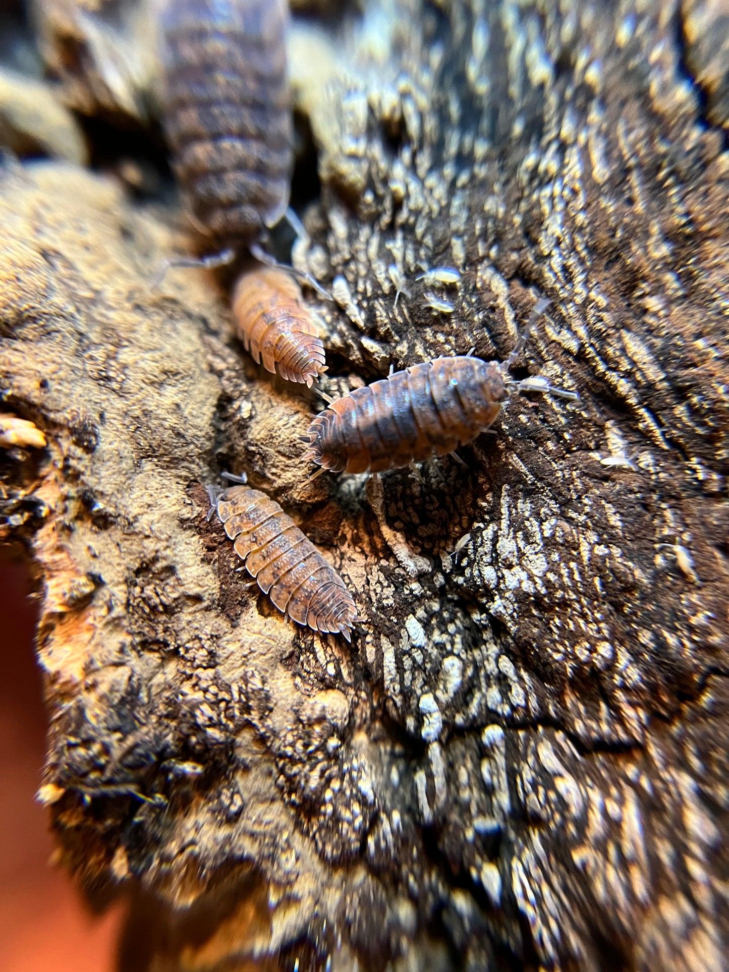 Porcellio scaber "red calico" isopods (12+ count)