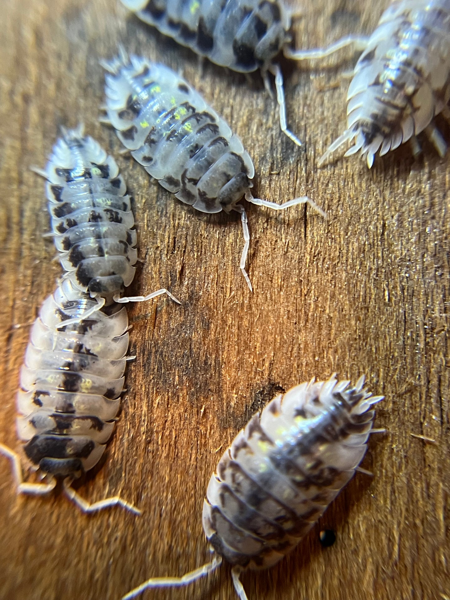 Oniscus asellus "Mardi Gras dalmatian" isopods (12+ count)