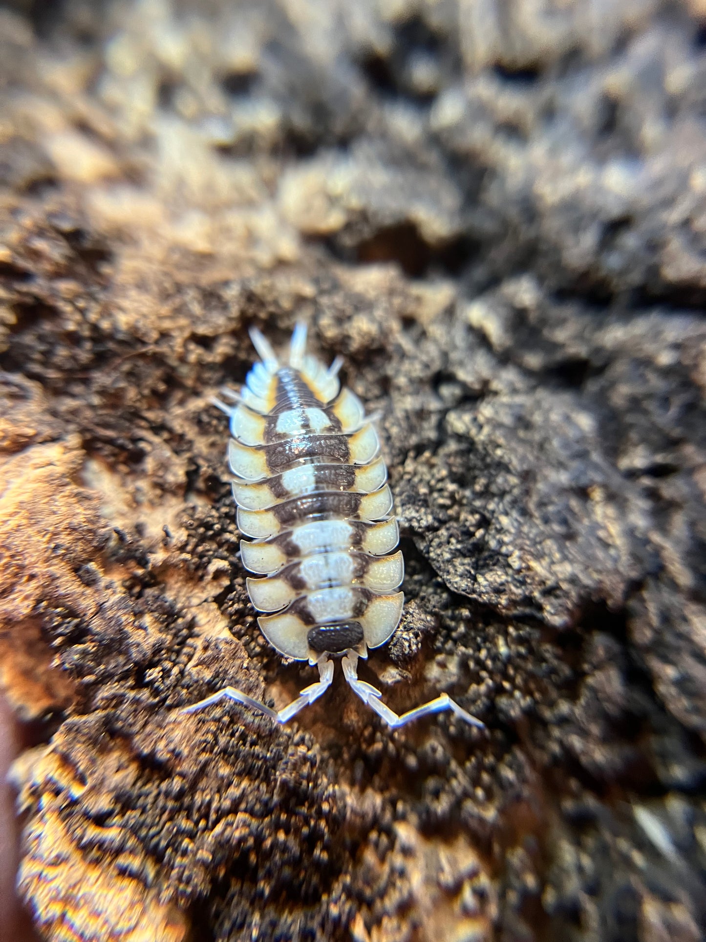 Porcellio expansus isopods (8+ count)