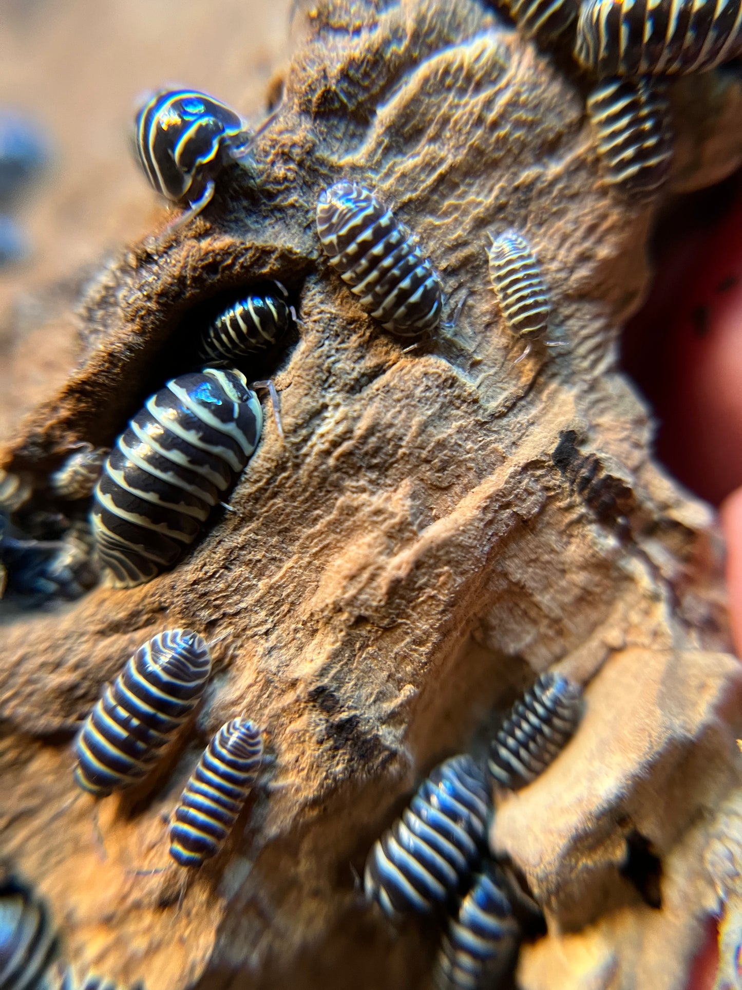 Armadillidium maculatum "zebra" isopods (12+ count)