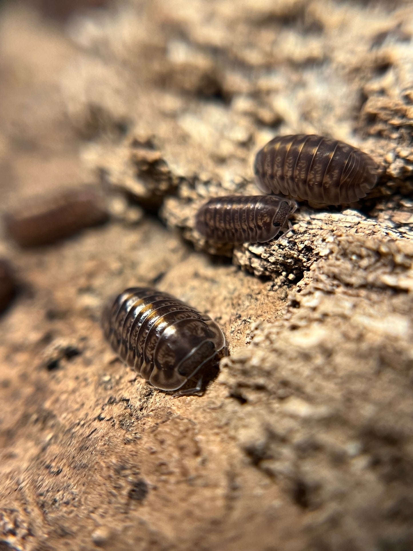 Cubaris. sp. "Platin Tung Song" isopods (10+ count)