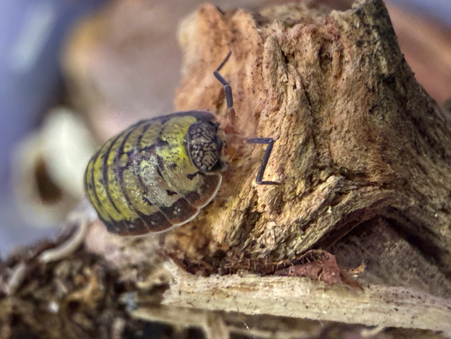 Porcellionides virgatus “Big Pine Key” AFTER SHOW DEAL