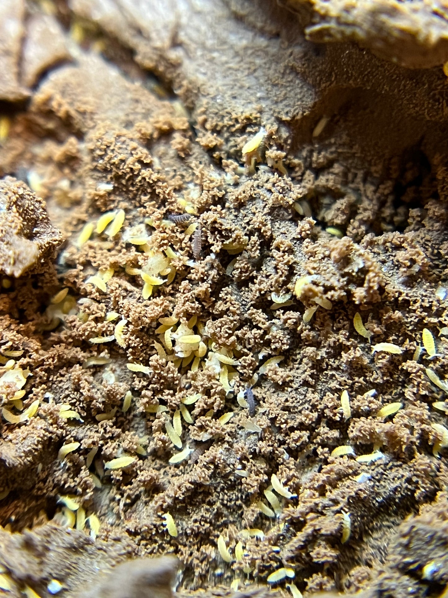 Ceratophysella sp. "Albino" (Yellow)