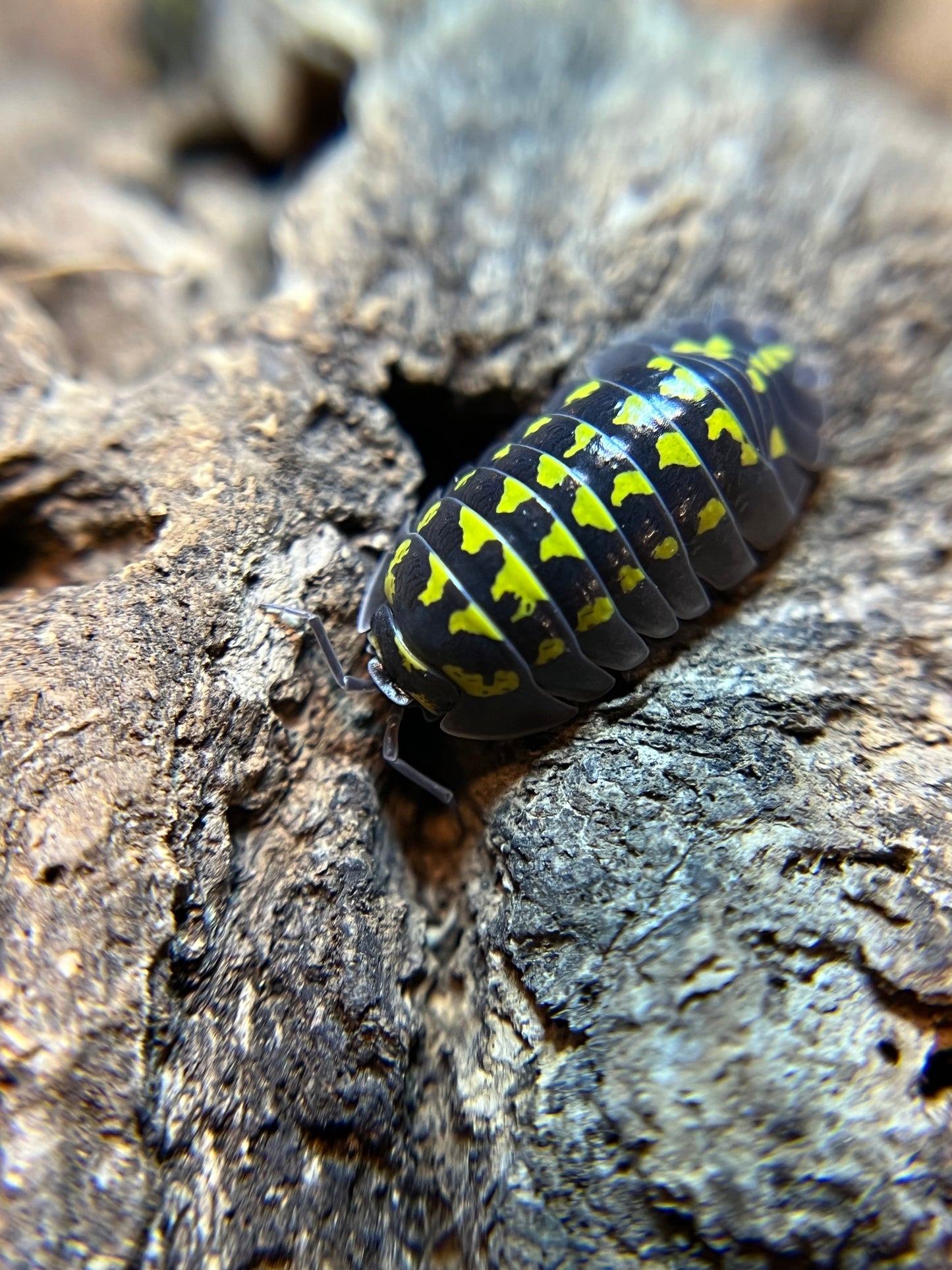 Armadillidium gestroi isopods (12+ count)
