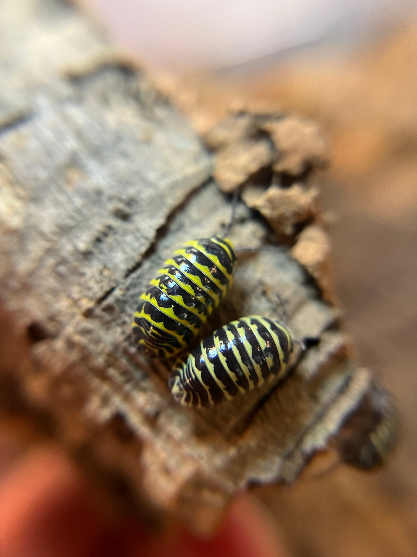 Armadillidium maculatum "yellow zebra" isopods (10+ count)