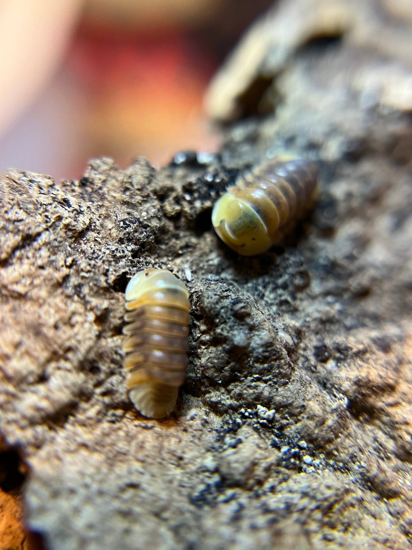 Cubaris sp. “Rubber Ducky” color mix isopods (10+ count)