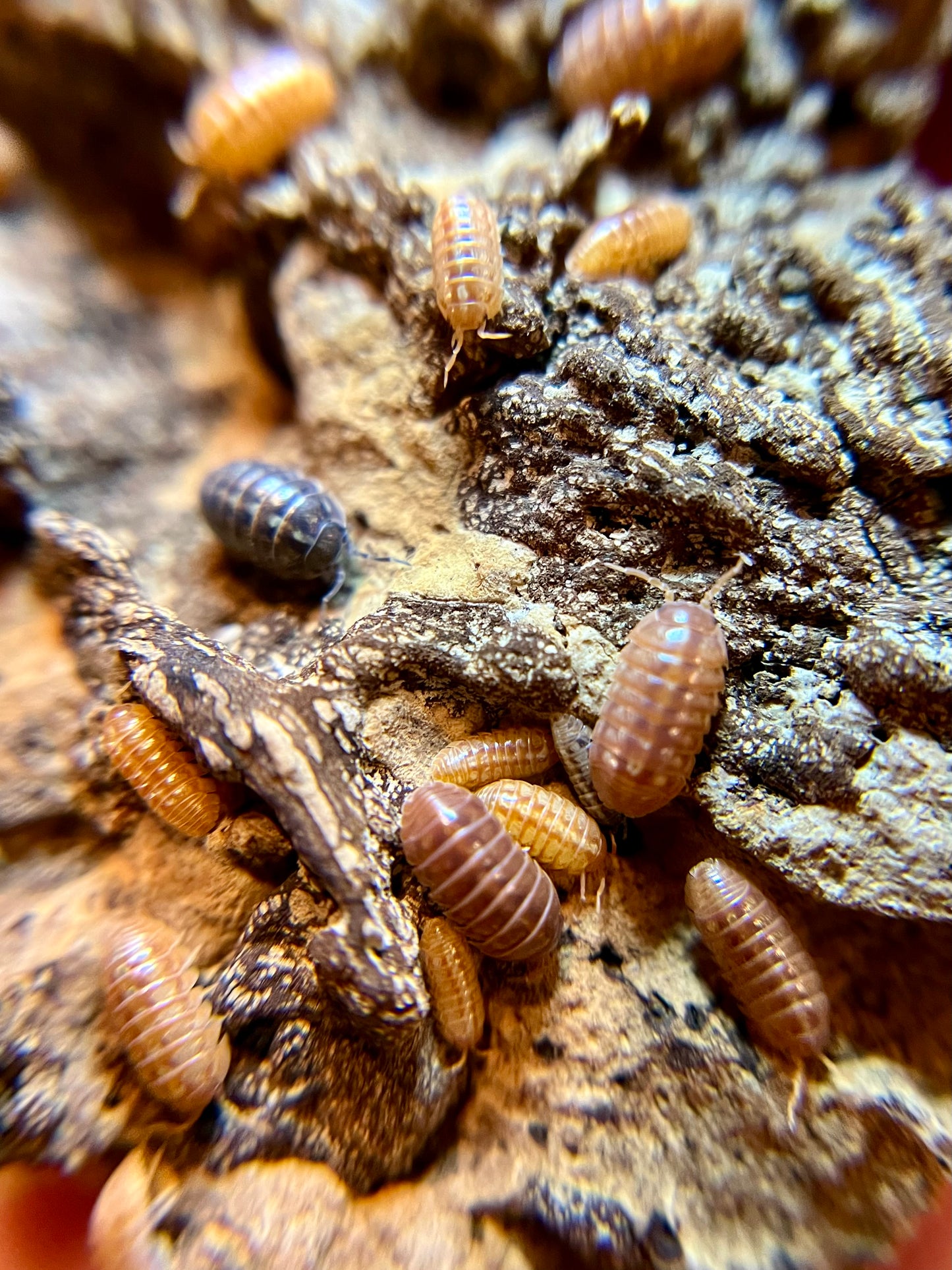 Armadillidium vulgare “orange vigor” isopods (12+ count)