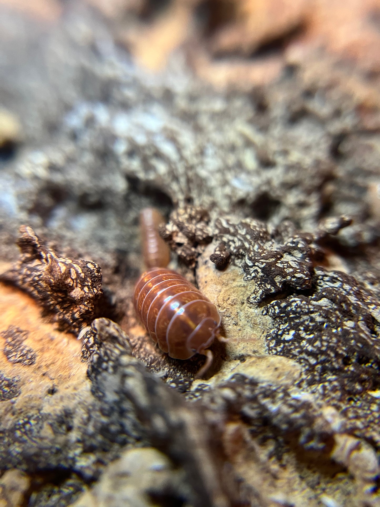 Armadillidium vulgare “orange vigor” isopods (12+ count)