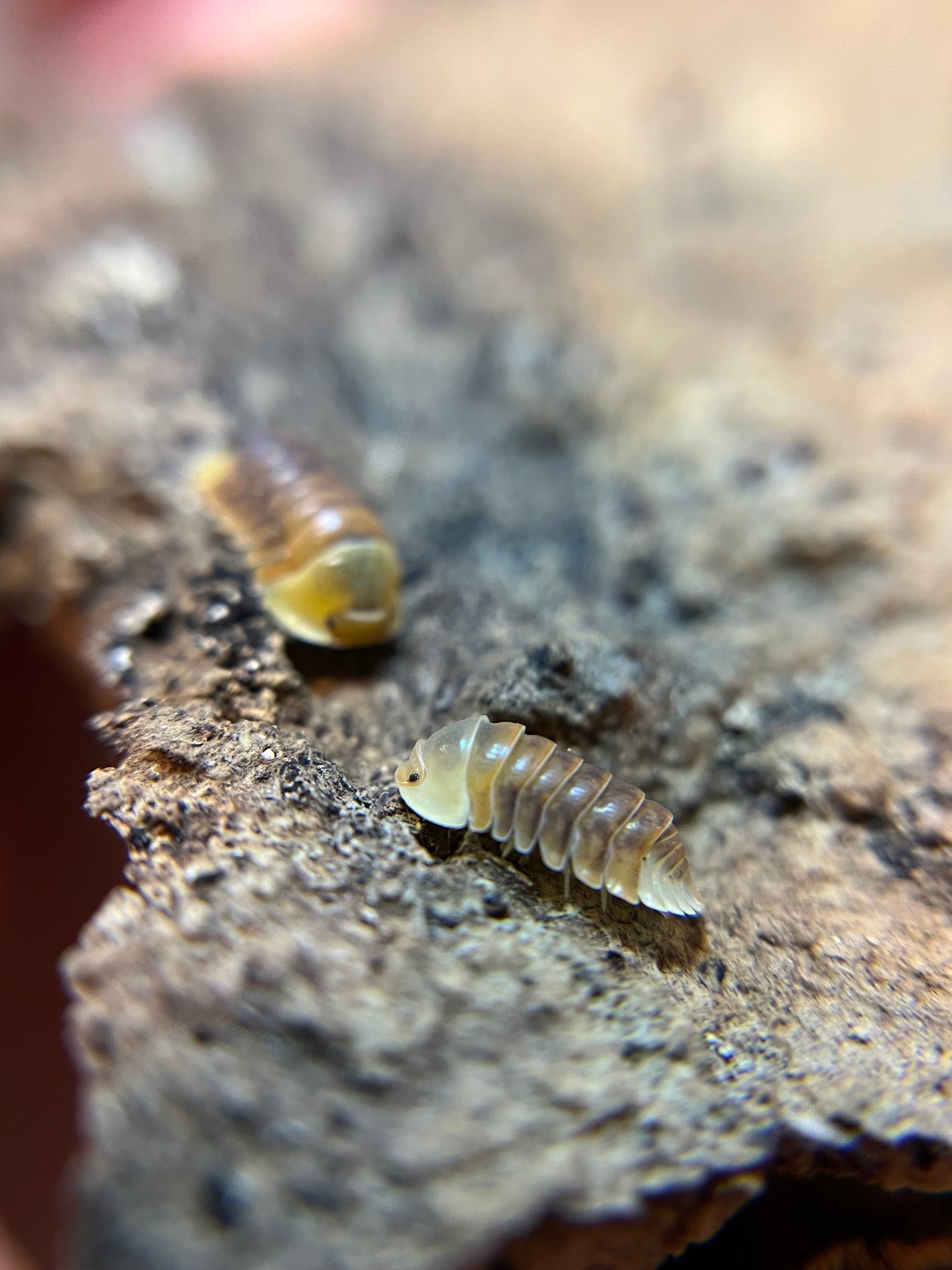 Cubaris sp. “Rubber Ducky” color mix isopods (10+ count)
