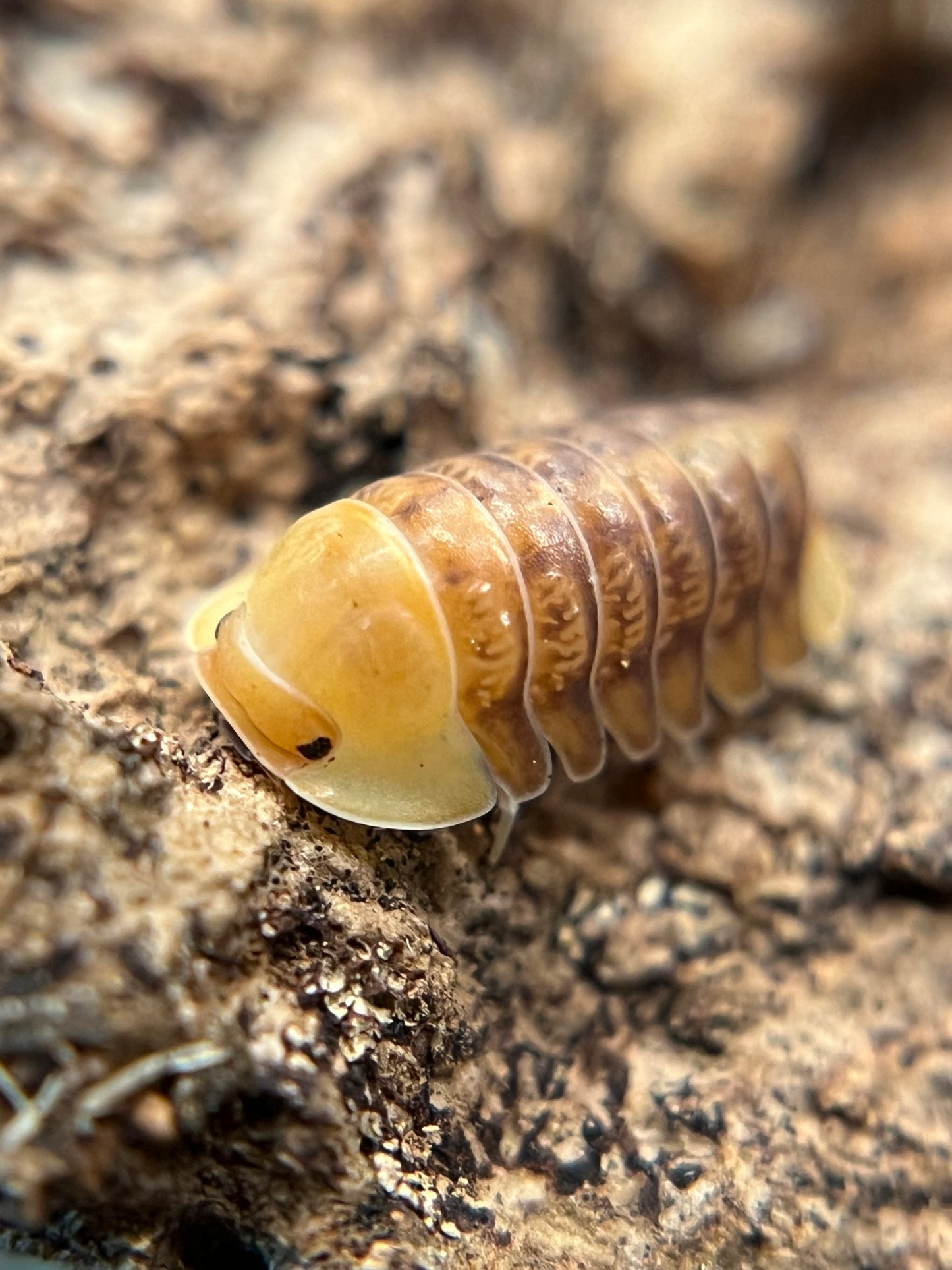 Cubaris sp. “Rubber Ducky” color mix isopods (10+ count)