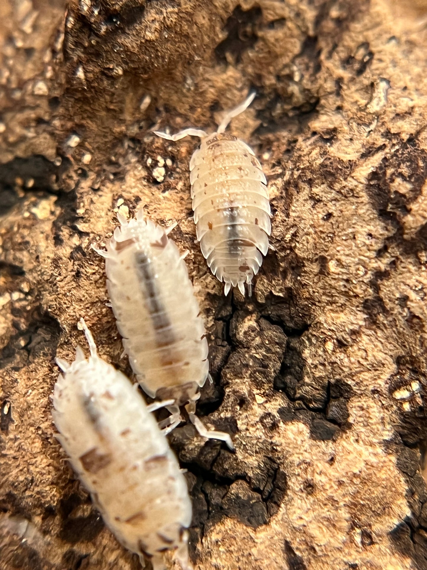 Porcellio scaber "dalmatian" isopods (12+ count)